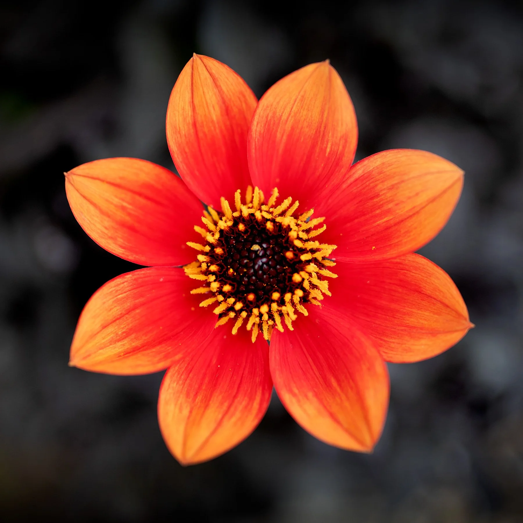 blogg-230805dahlia2.jpg