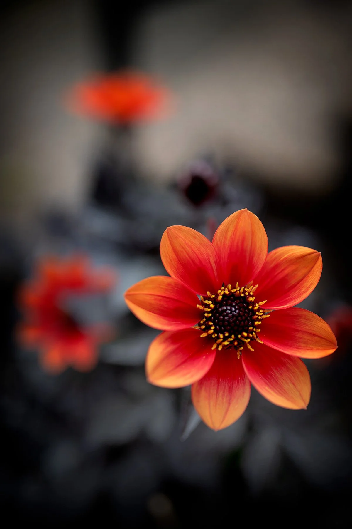 blogg-230805dahlia3.jpg