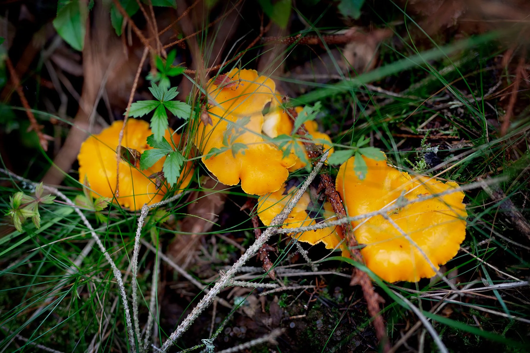 blogg-230815svampskog1.jpg