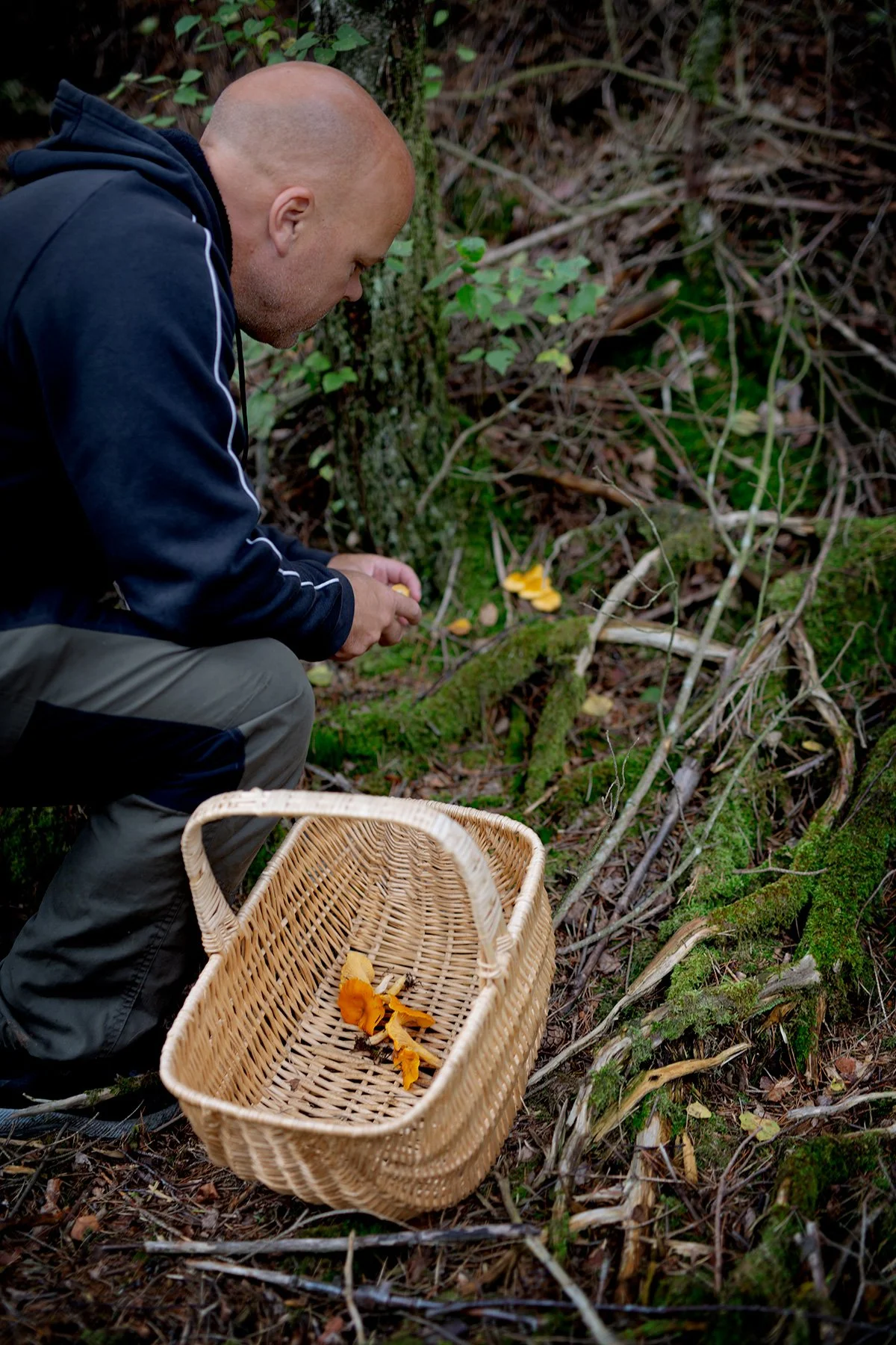 blogg-230815svampskog2.jpg