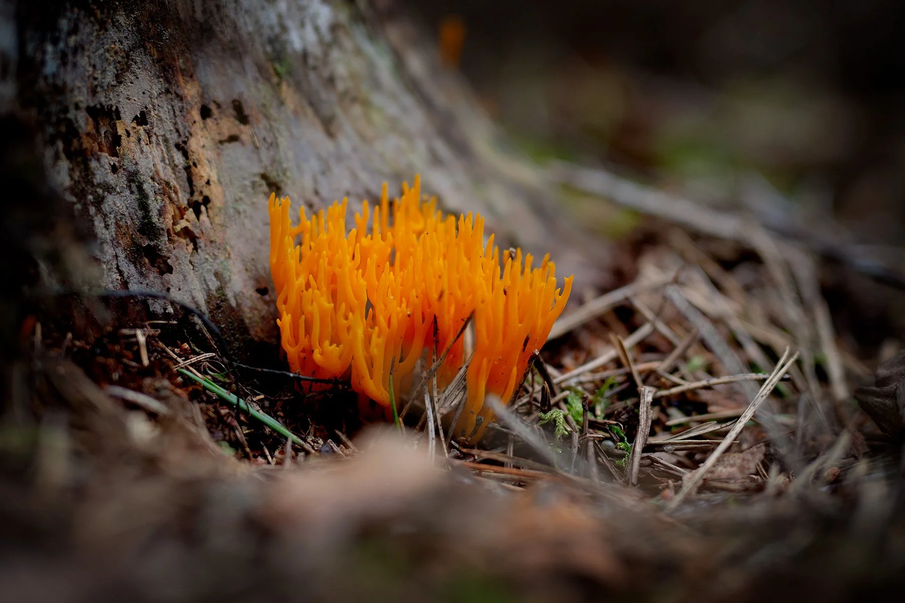 blogg-230815svampskog3.jpg