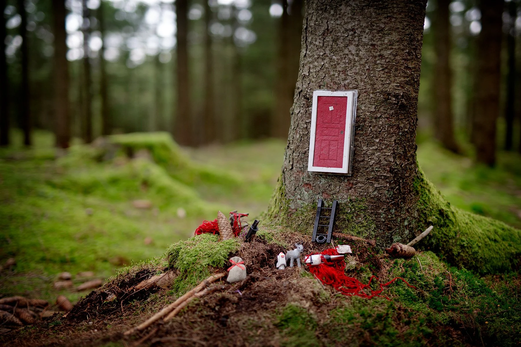 blogg-230815svampskog5.jpg