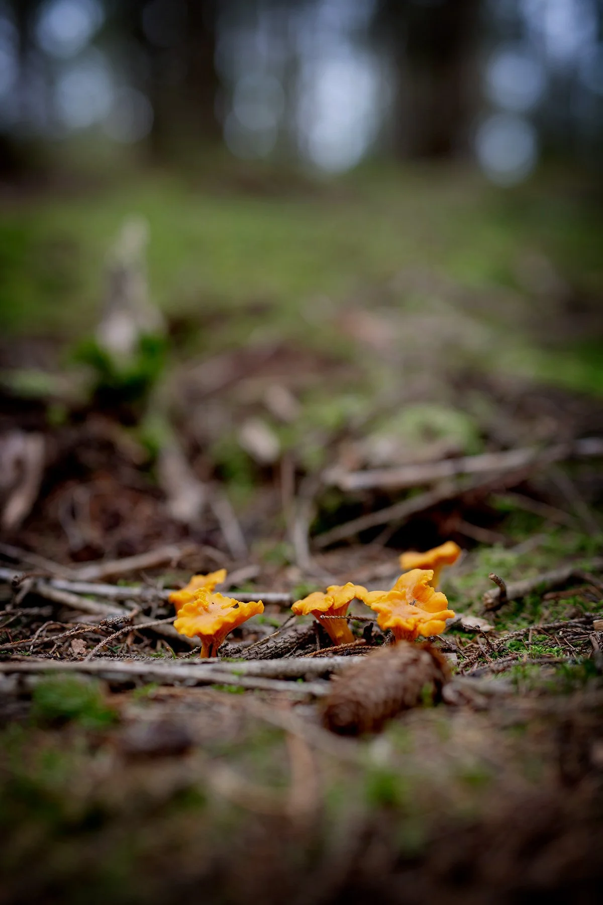 blogg-230815svampskog6.jpg