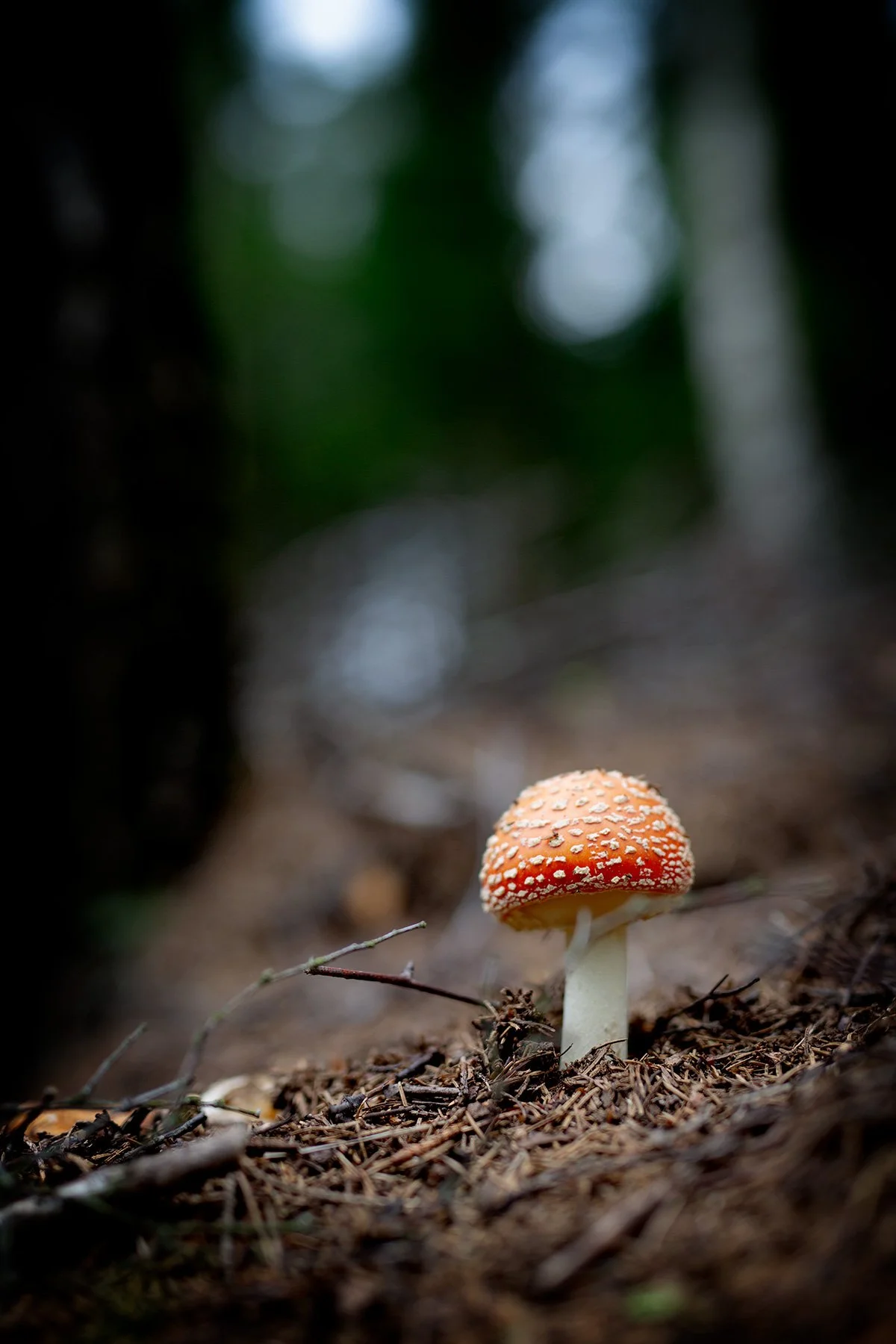 blogg-230815svampskog10.jpg