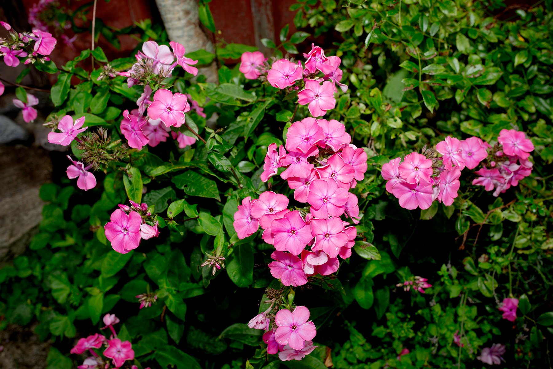 blogg-230821rubenklippergras2.jpg
