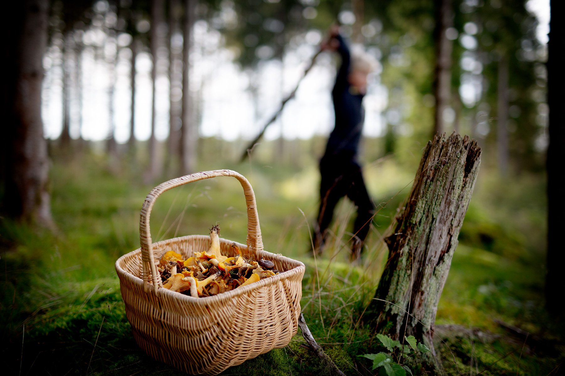 blogg-230827svampskog28.jpg