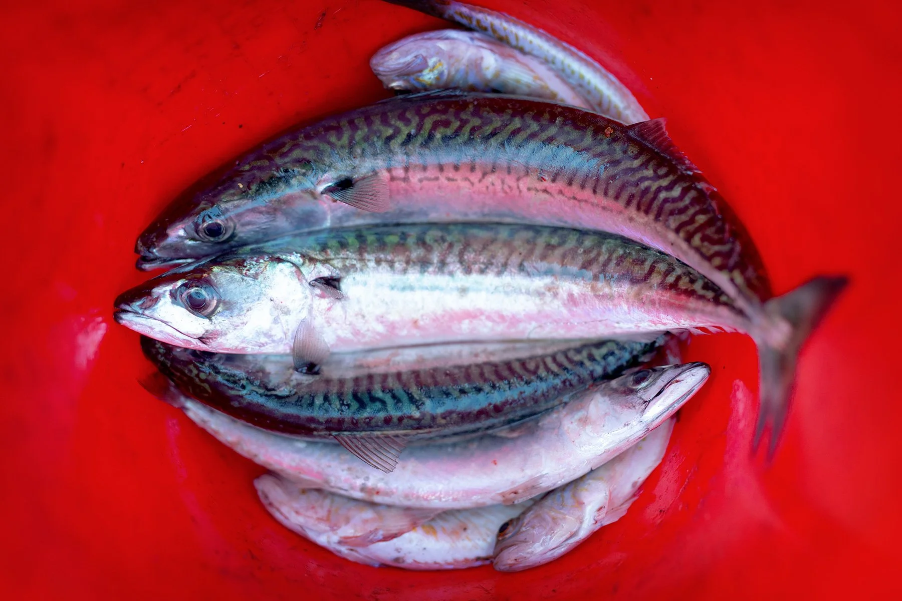 blogg-230830makrillfiske19.jpg