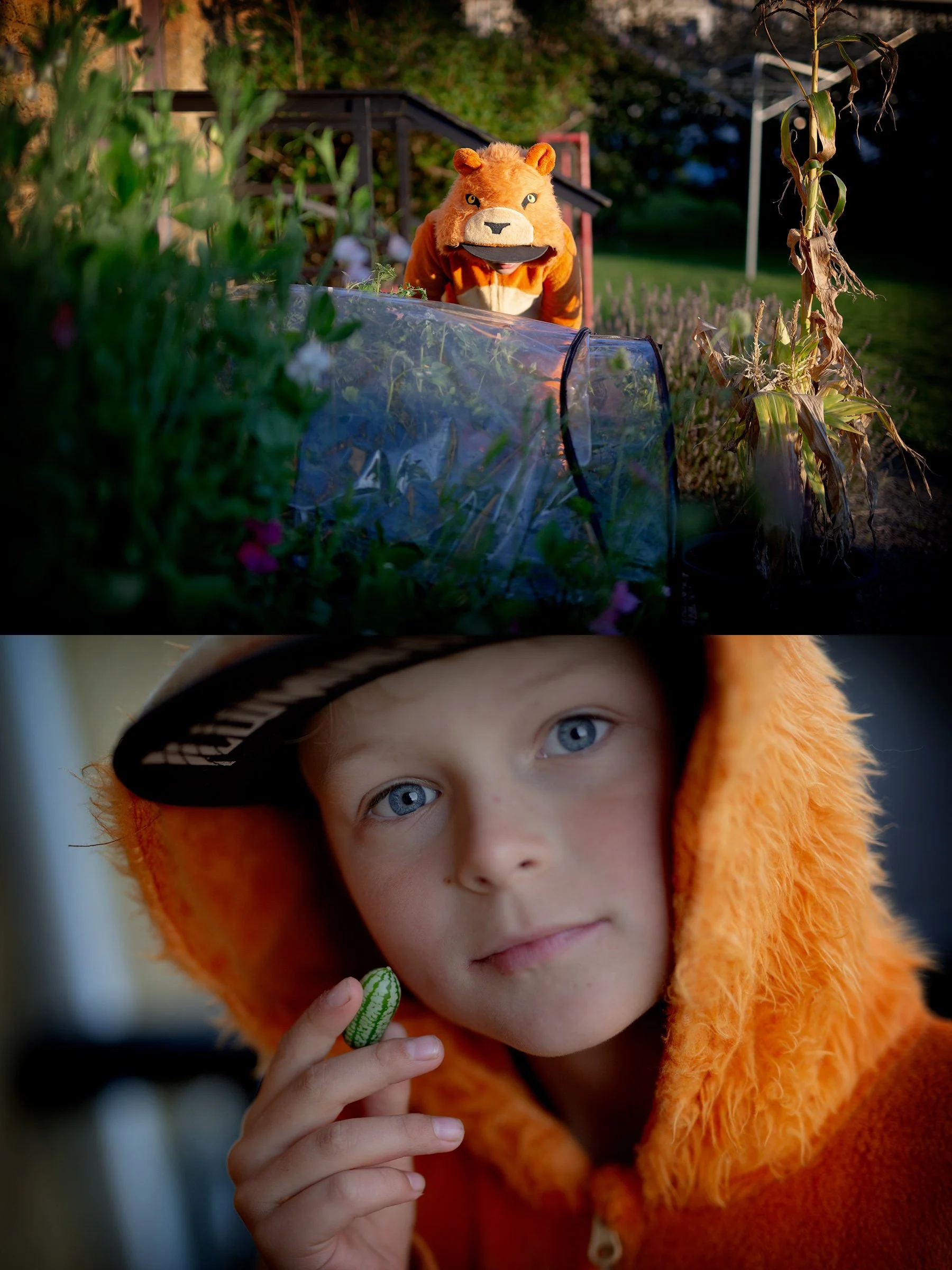 Första djungelgurkan