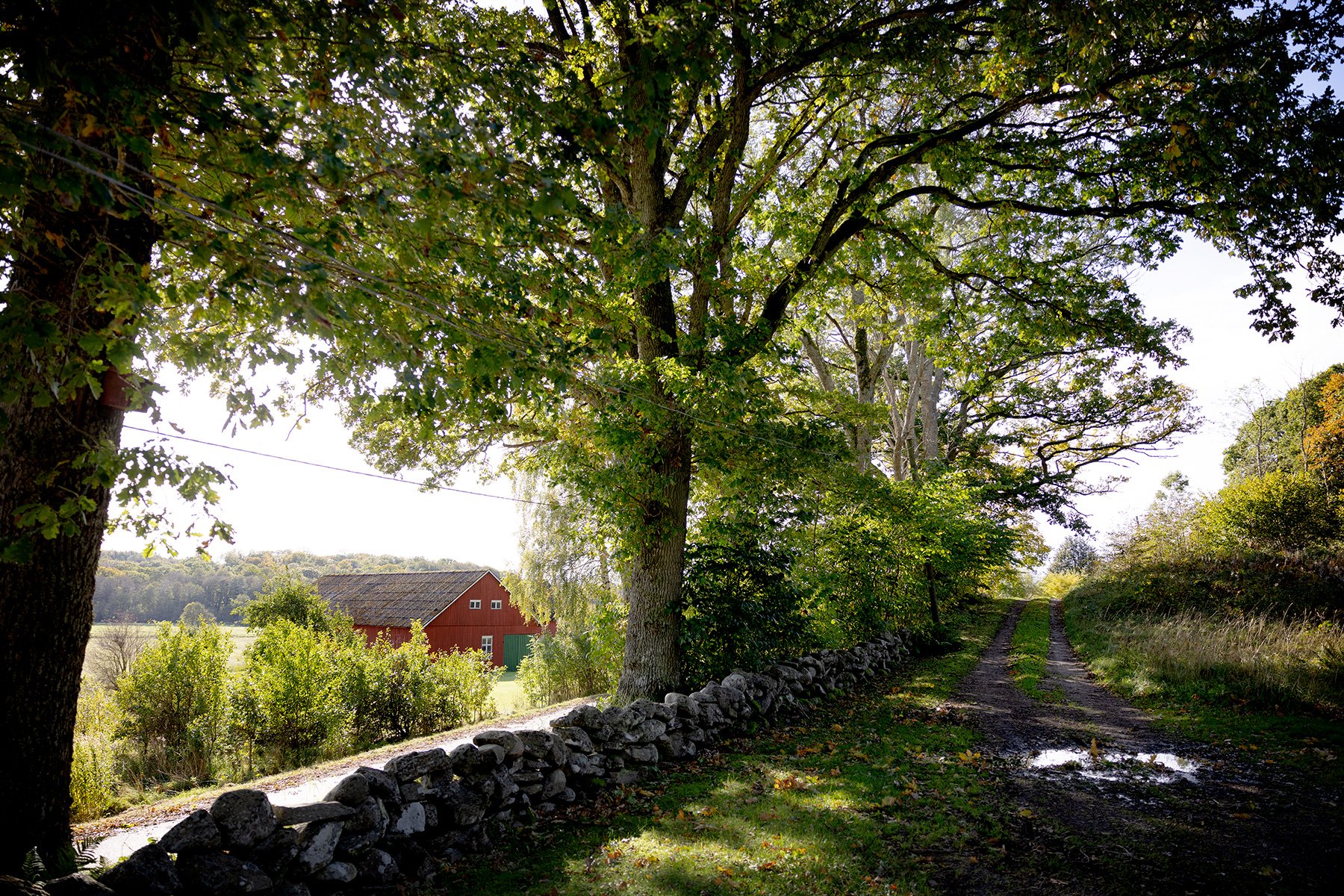 blogg-231015ambjorntorpsvamp1.jpg