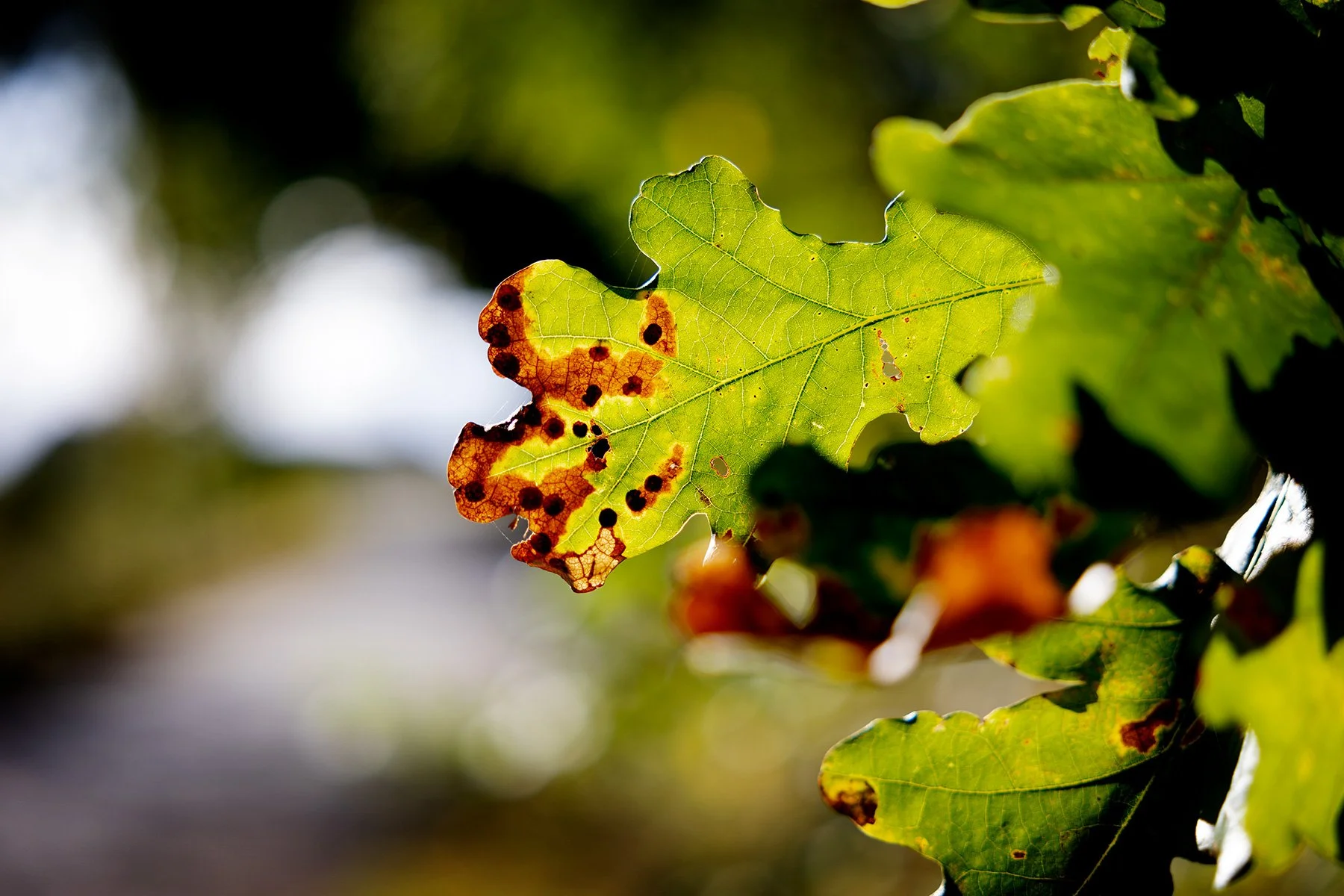 blogg-231015ambjorntorpsvamp3.jpg