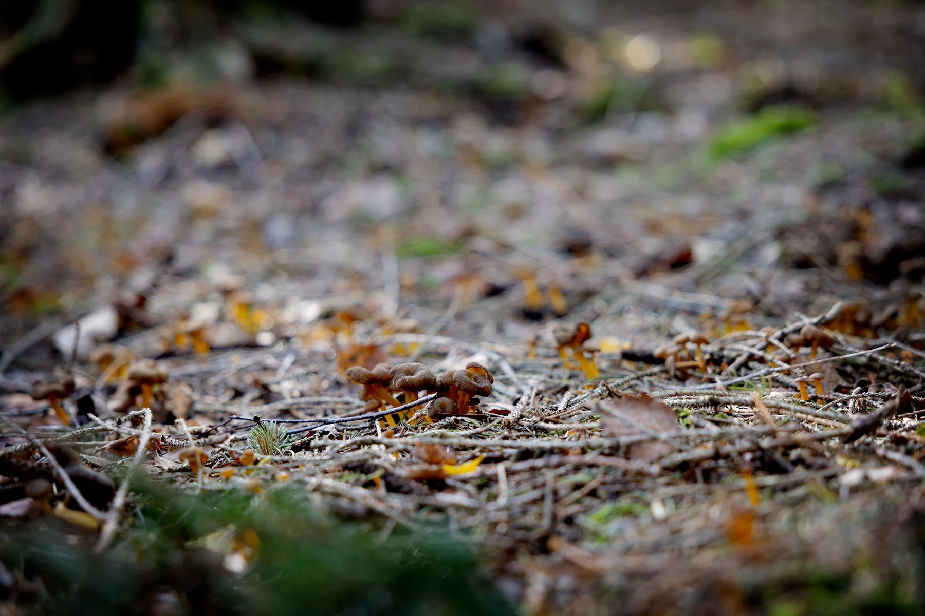 blogg-231015ambjorntorpsvamp10.jpg