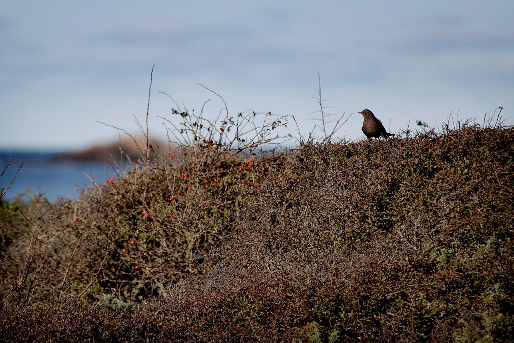 blogg-231016fyrenpromenad5.jpg