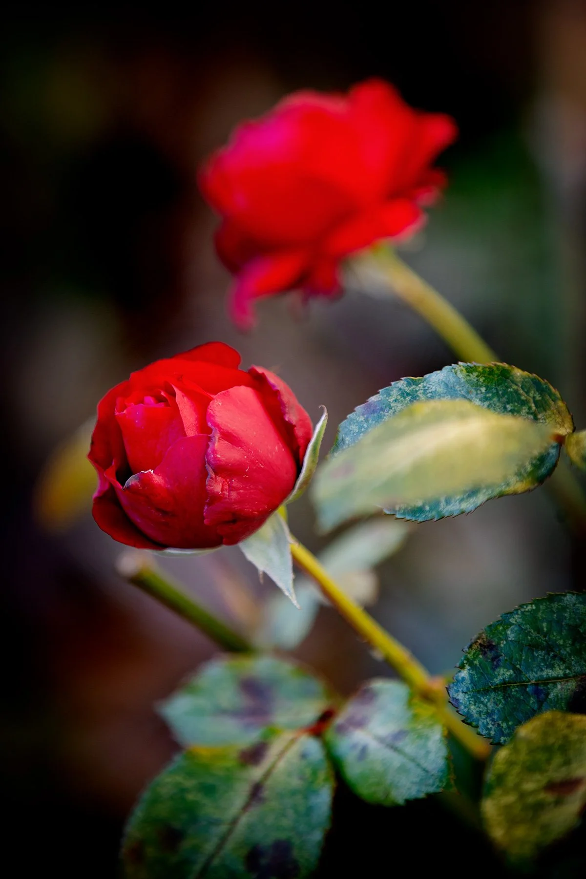 blogg-231016rositradgarden3.jpg
