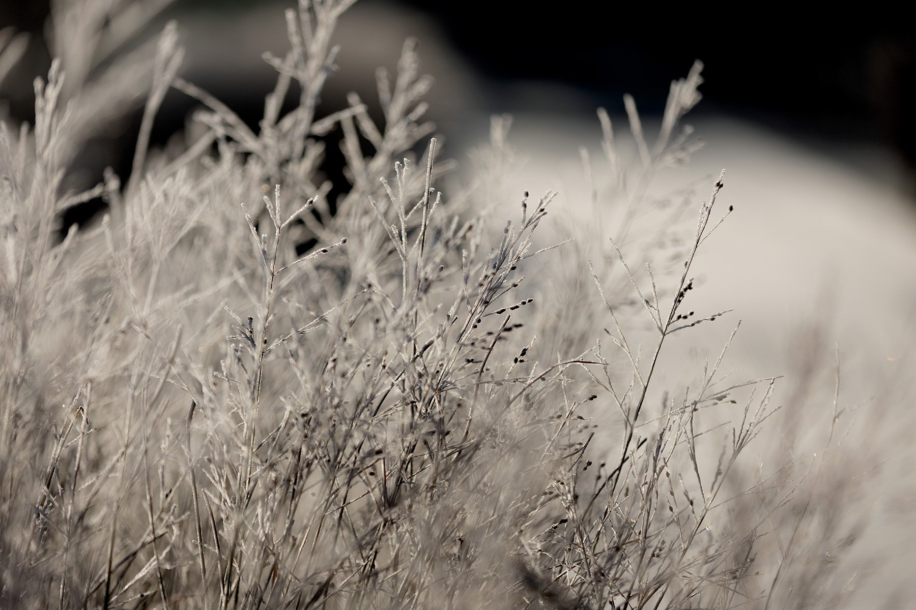 blogg-231118frostpromenad9.jpg
