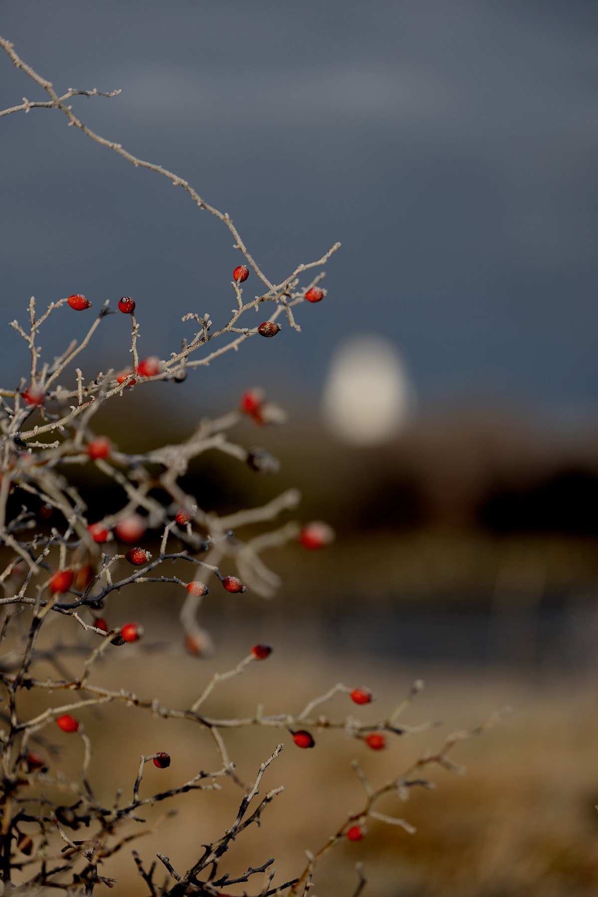 blogg-231118frostpromenad19.jpg