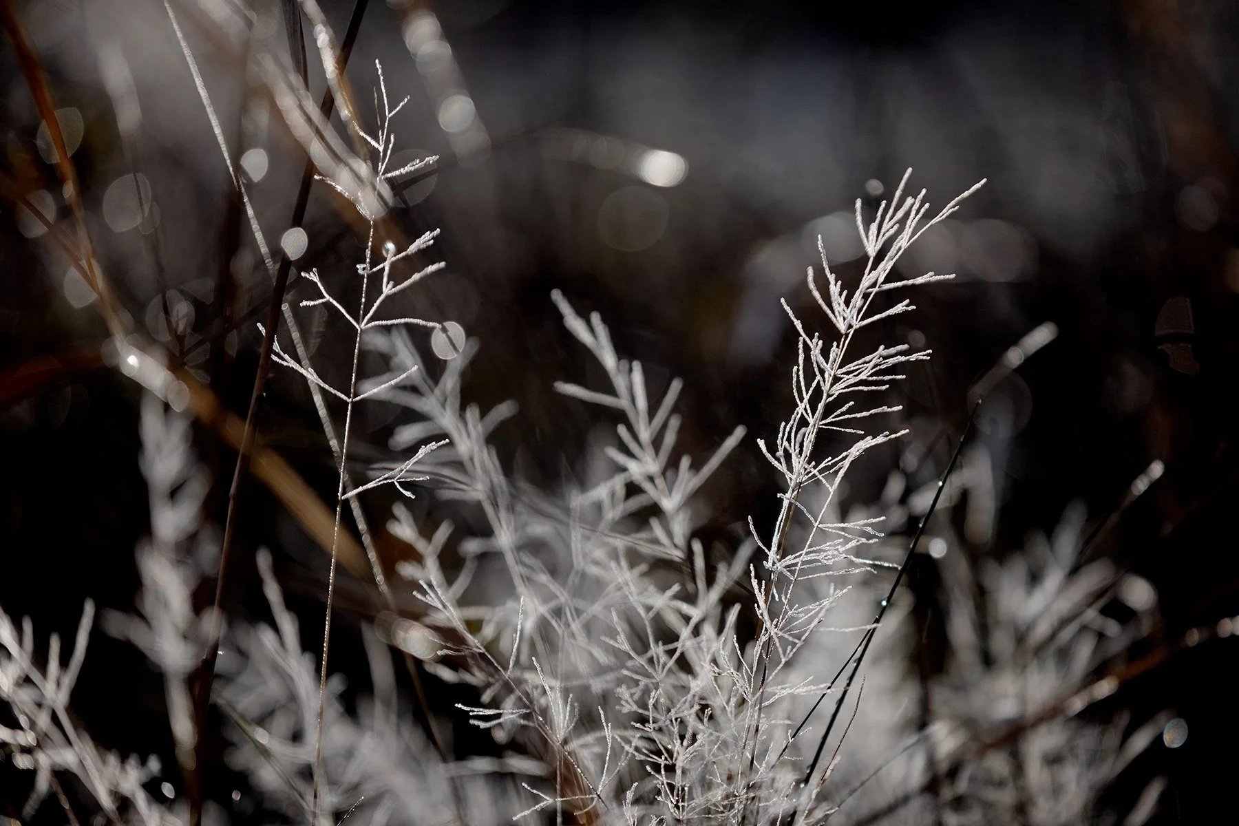 blogg-231118frostpromenad21.jpg