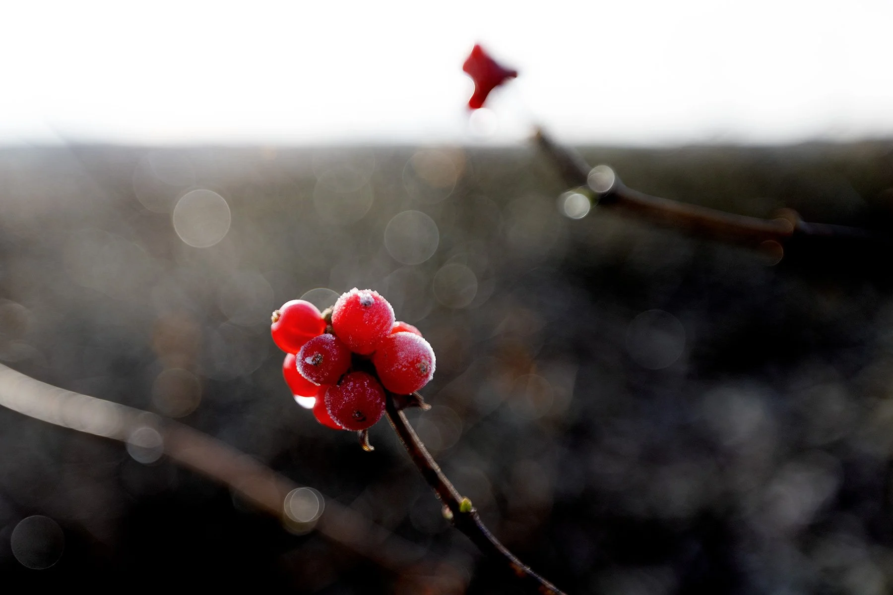 blogg-231118frostpromenad31.jpg