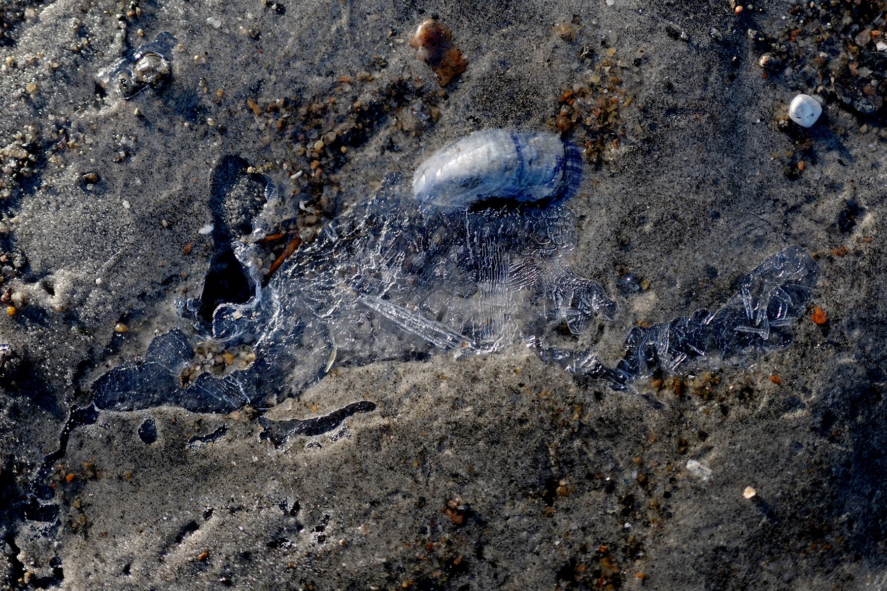 blogg-231130balesnosol10.jpg