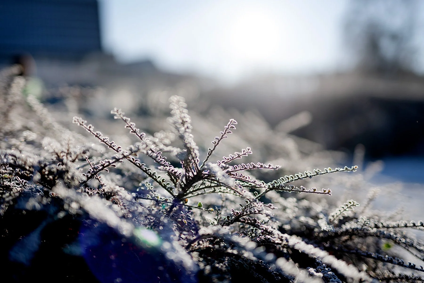 blogg-231203snoitradgarden1.jpg