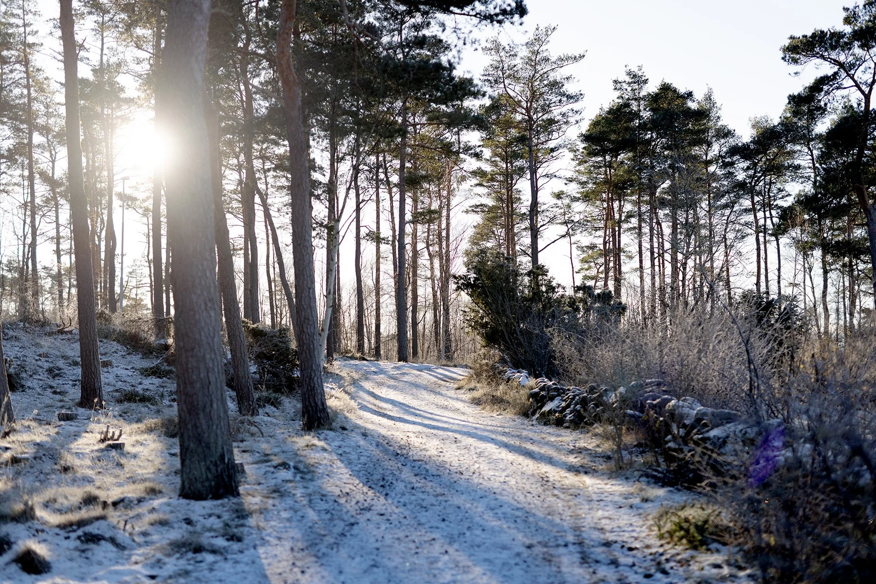 blogg-231203snoiskogenisen3.jpg