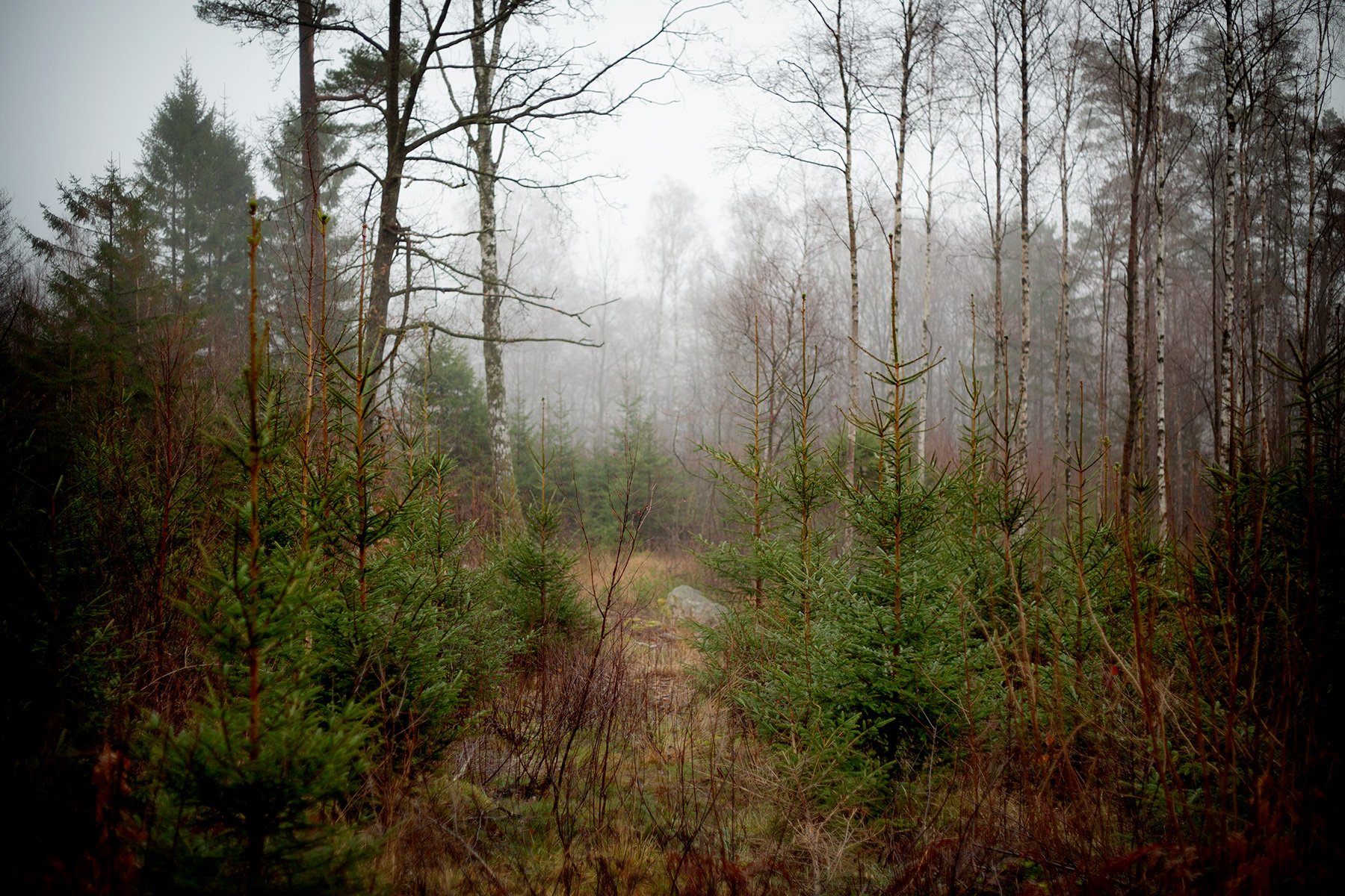 blogg-231216huggagran1.jpg