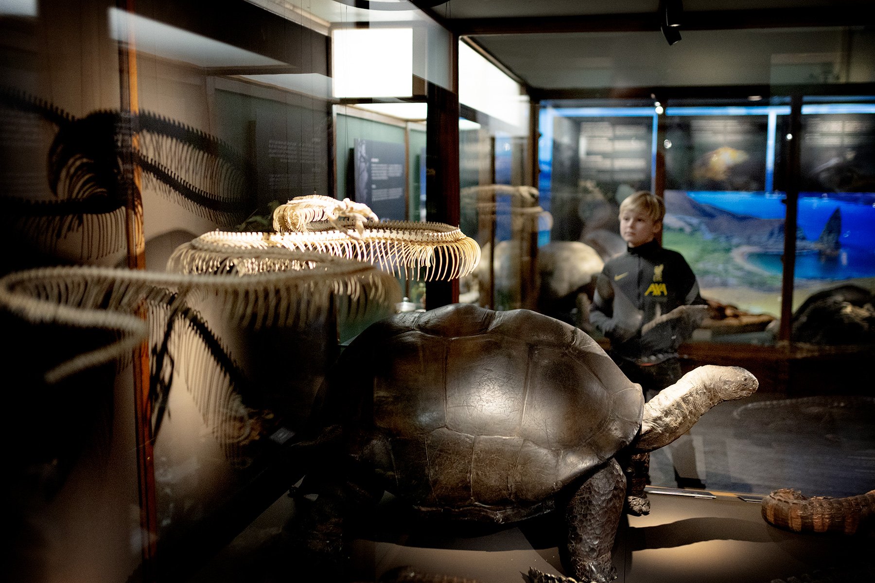 blogg-240221naturhistoriska23.jpg