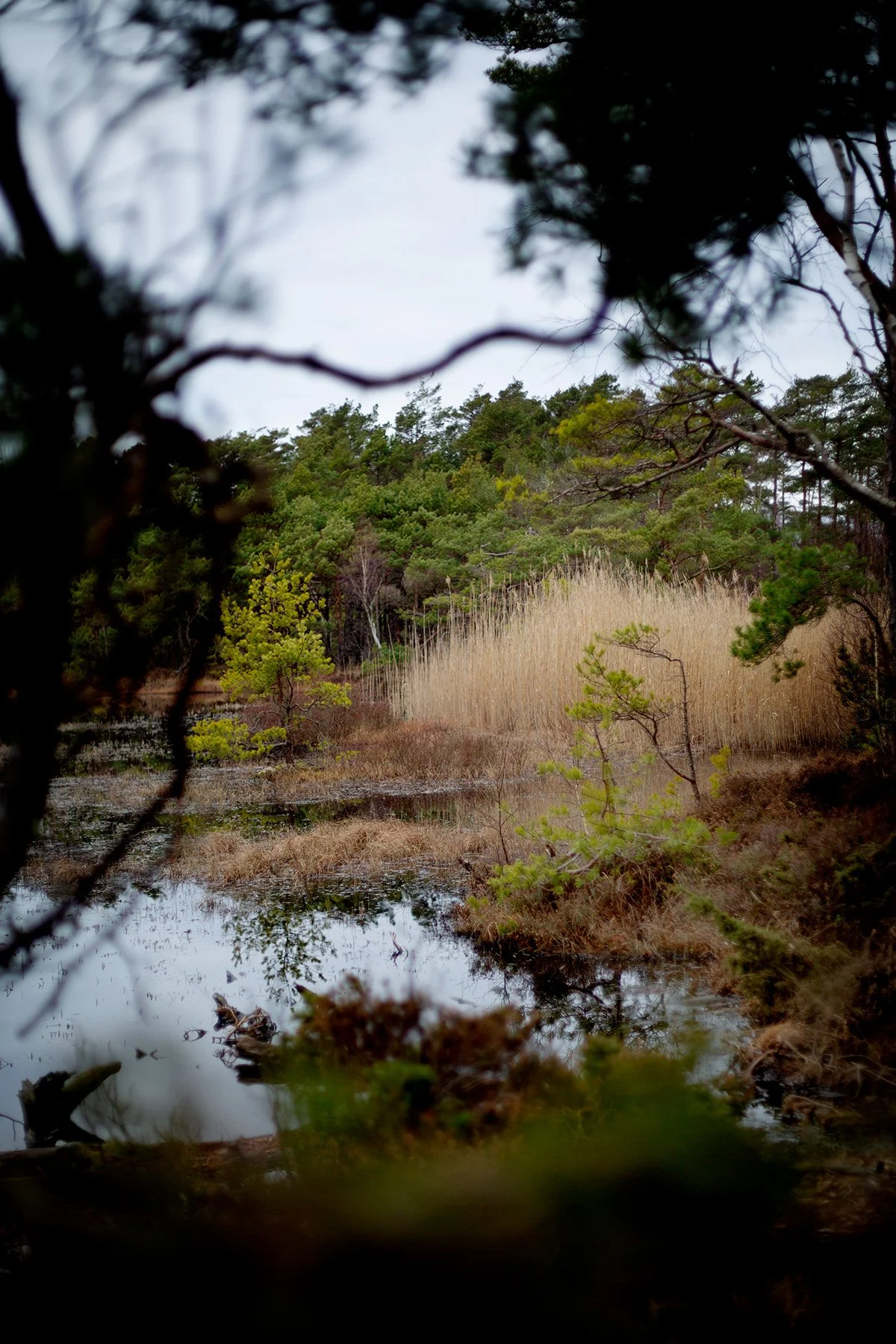 blogg-240224vindskyddet23.jpg