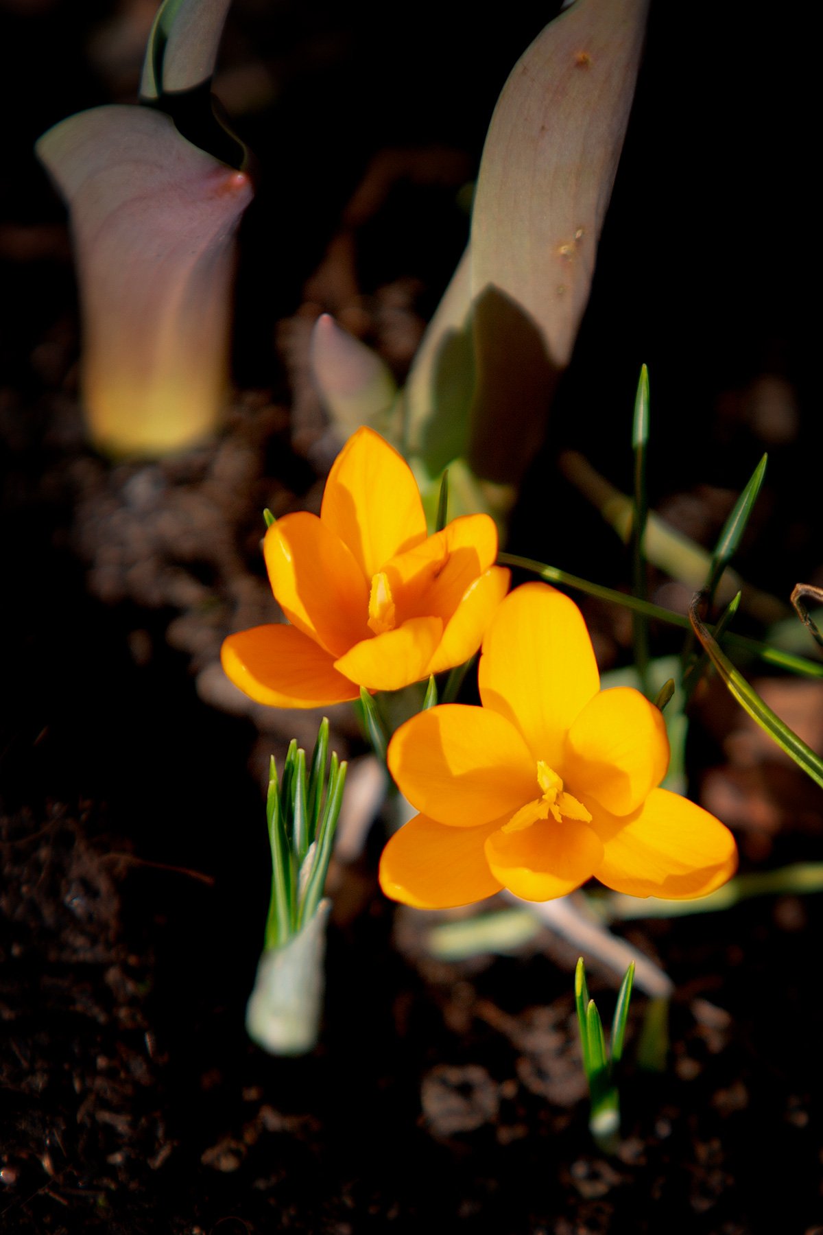 blogg-240304krokus1.jpg