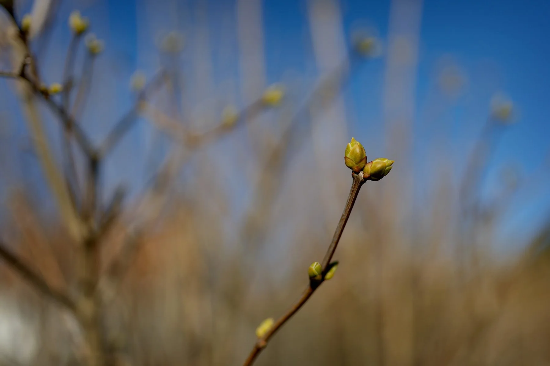 blogg-240317varblommor1.jpg