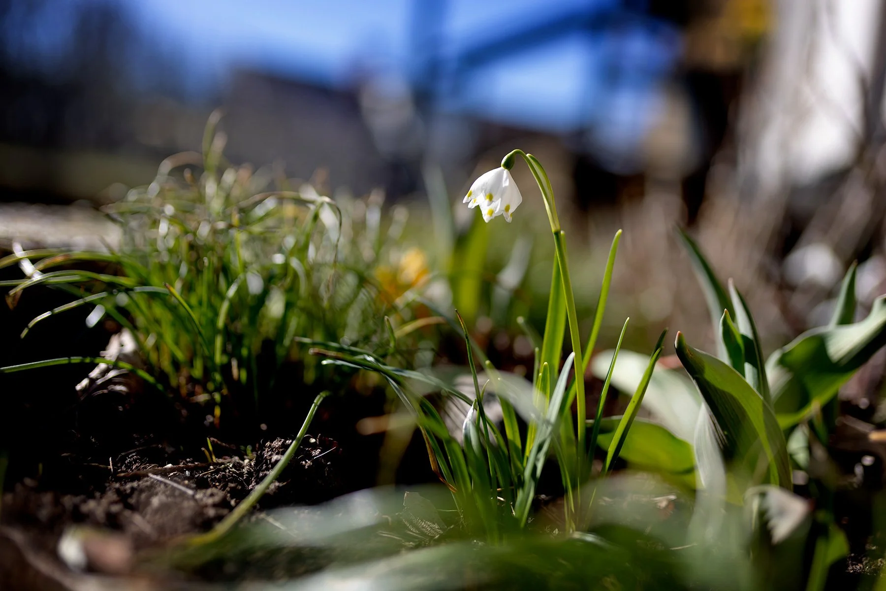 blogg-240317varblommor2.jpg