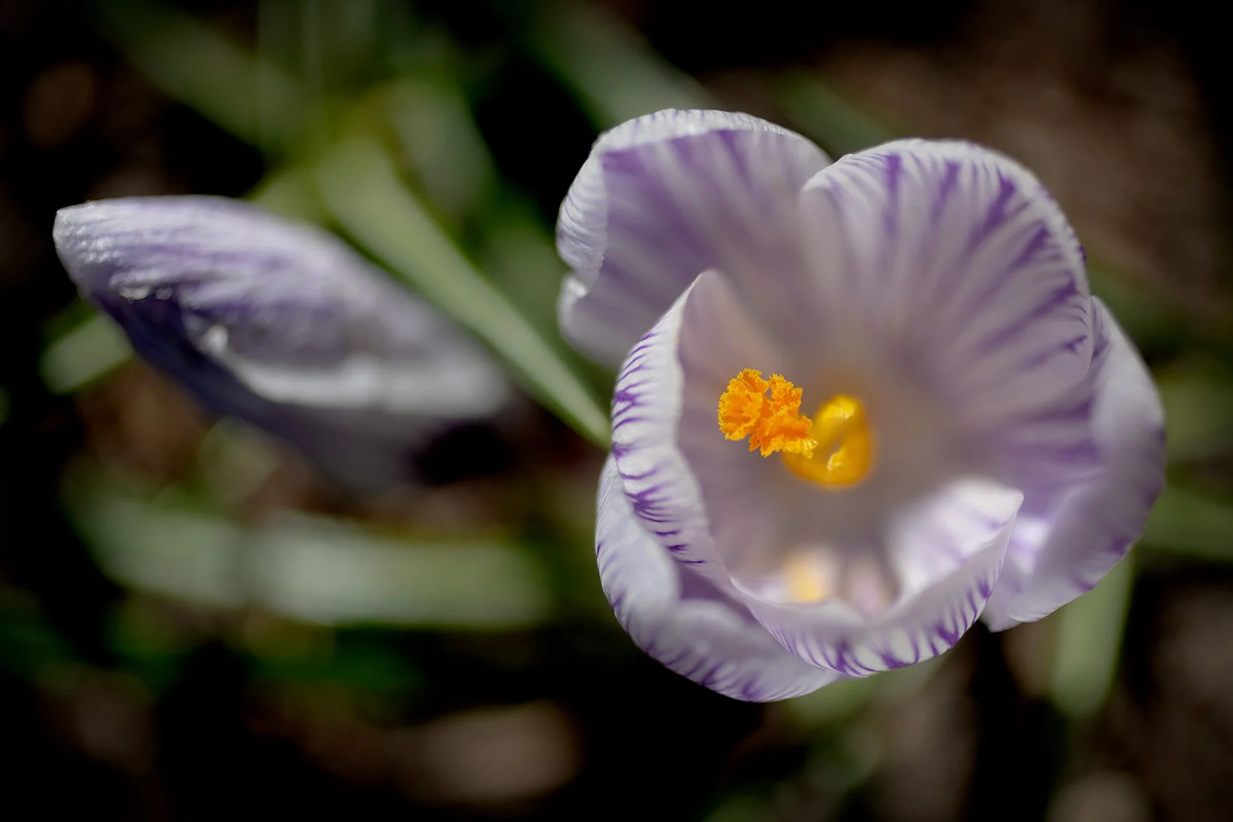blogg-240317varblommor3.jpg