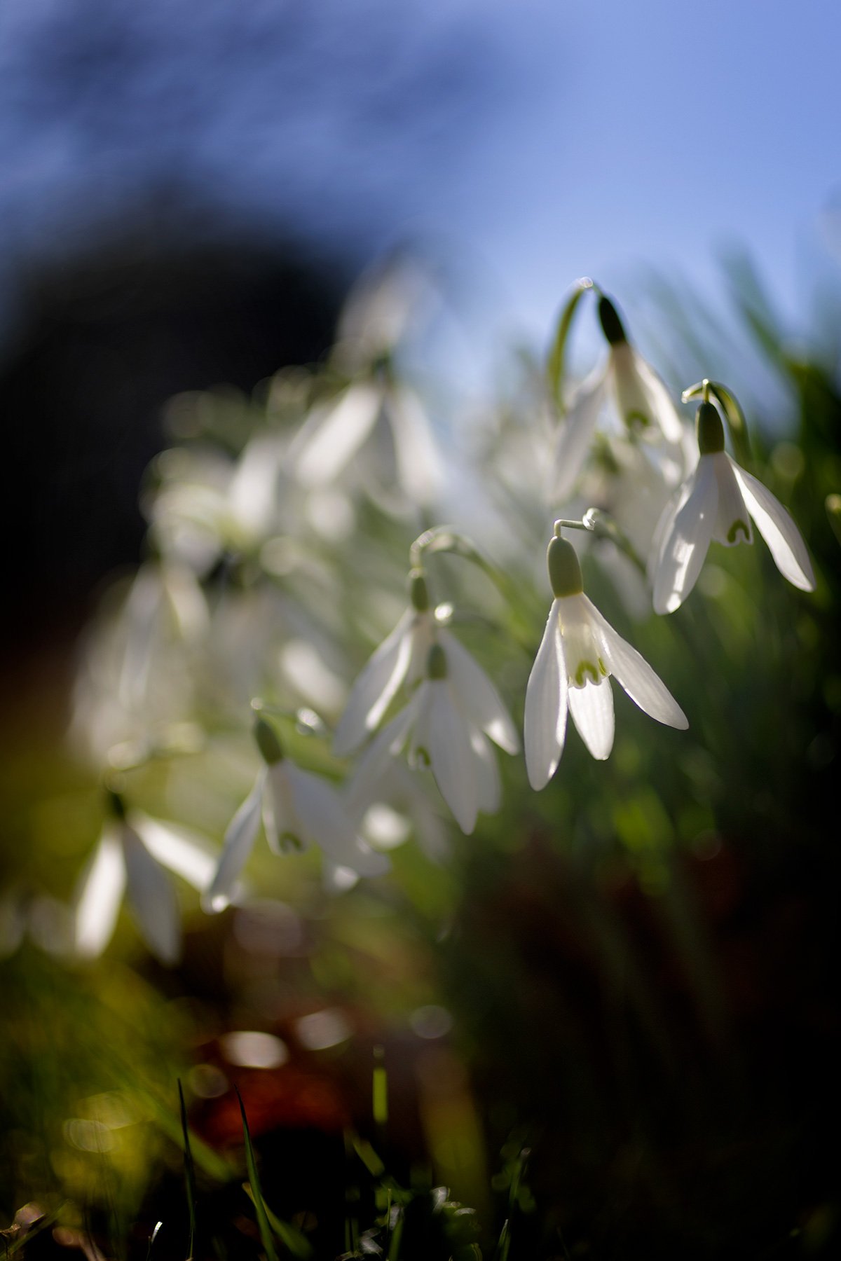 blogg-240317varblommor4.jpg