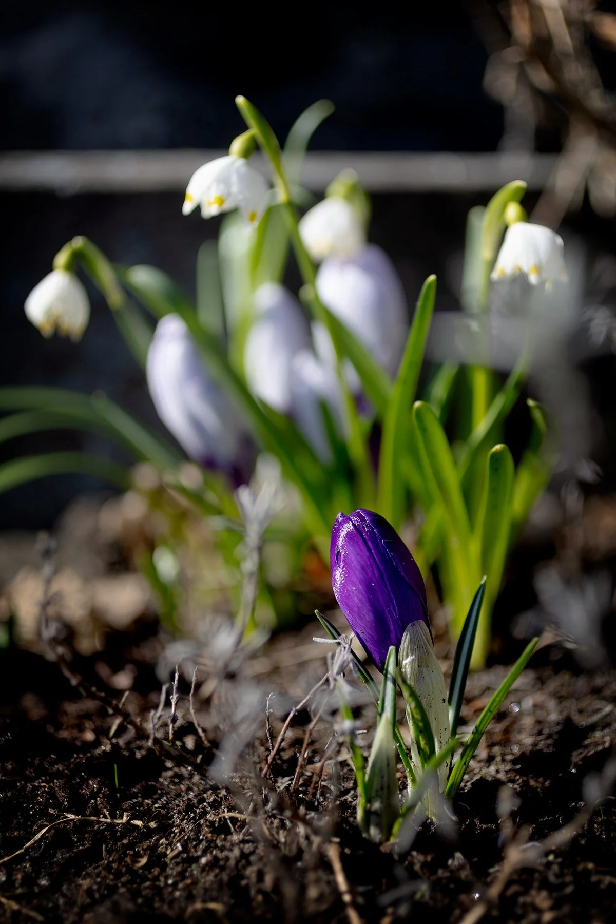 blogg-240317varblommor7.jpg