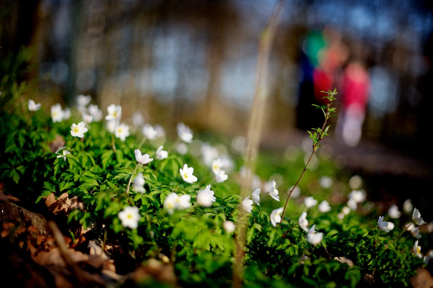 blogg-240411lillesjostugan14.jpg