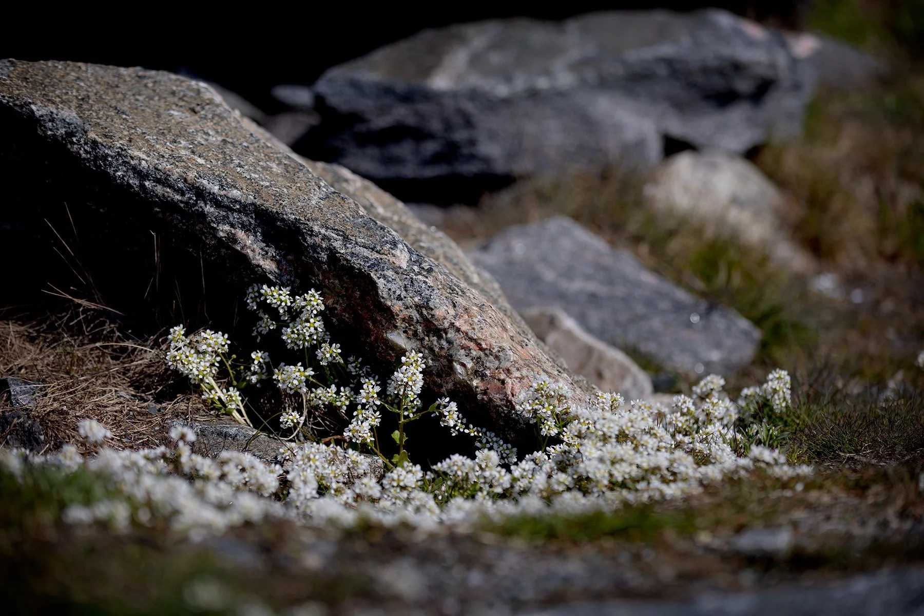 blogg-240427elofbertilfiskar10.jpg