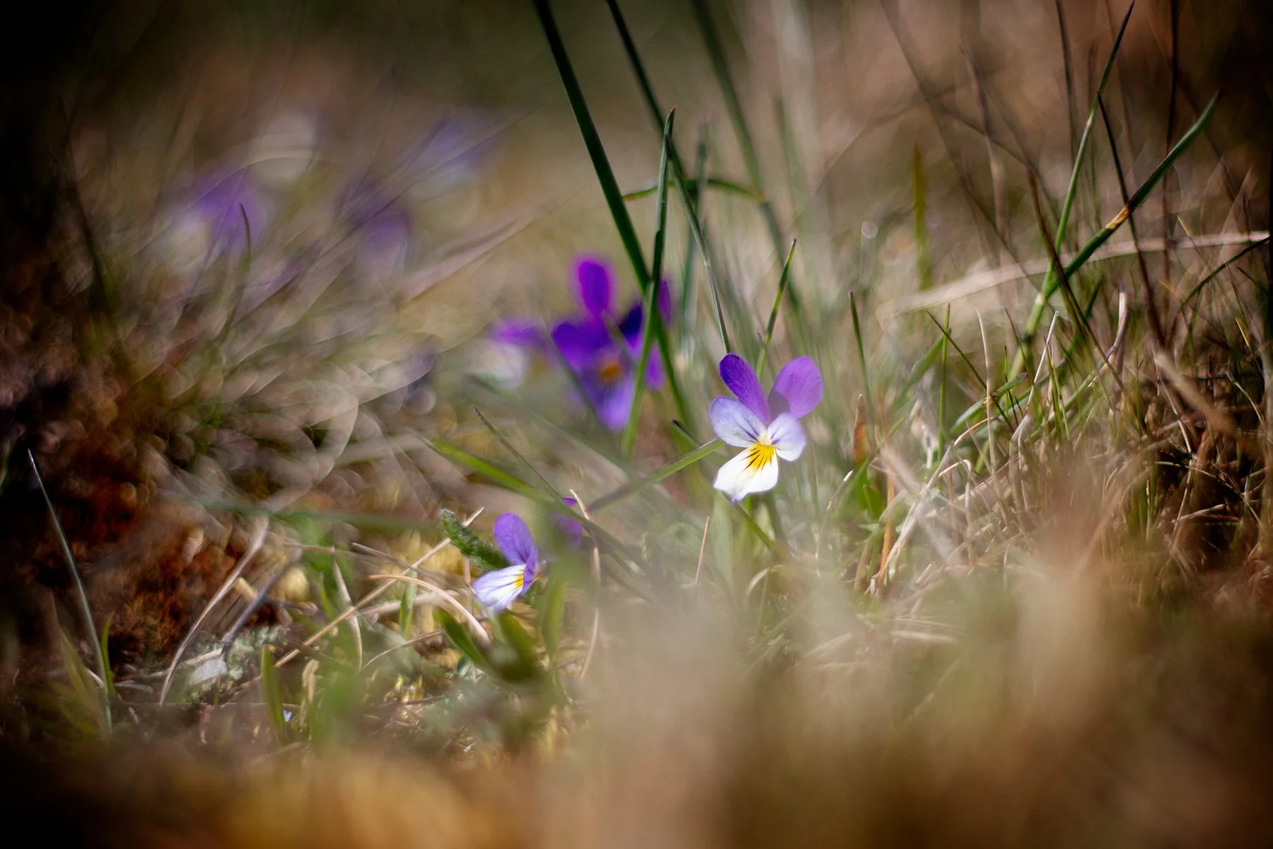 blogg-240429balebadfiske4.jpg