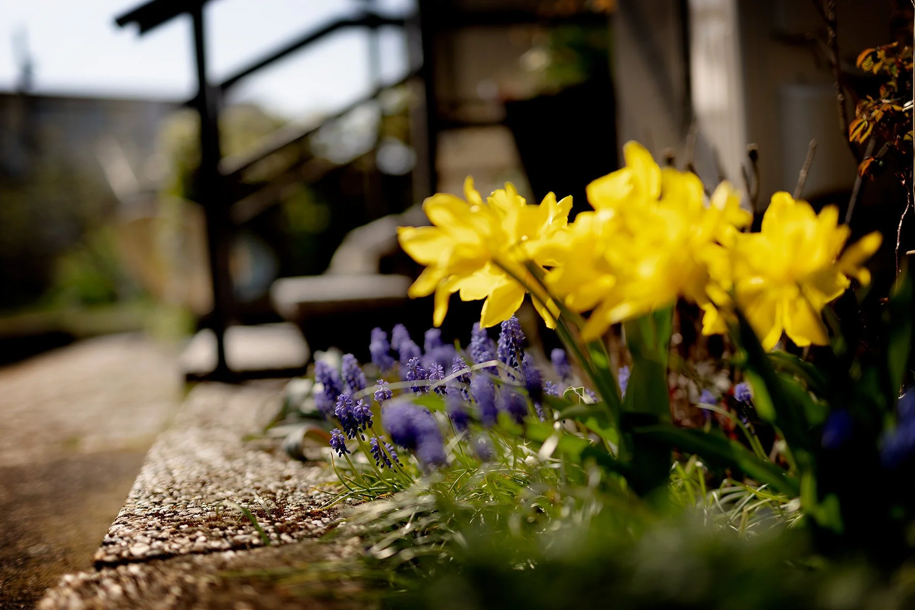 blogg-240502tradgarden2.jpg