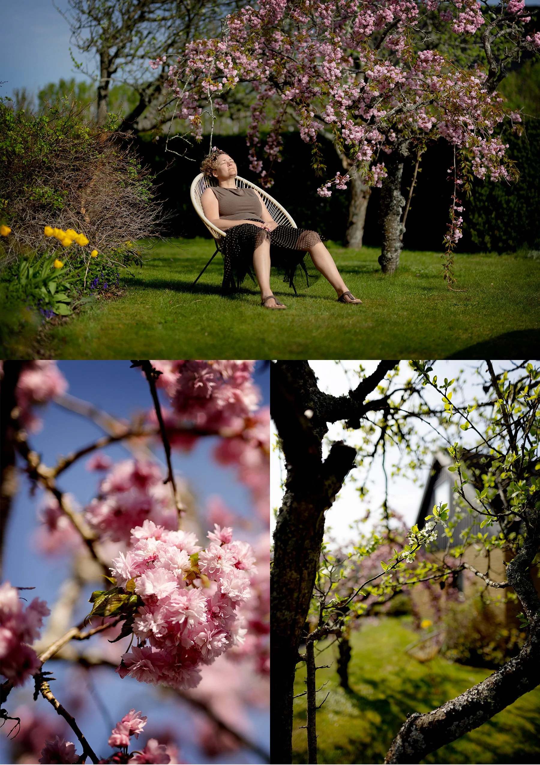 Körsbärsrosa