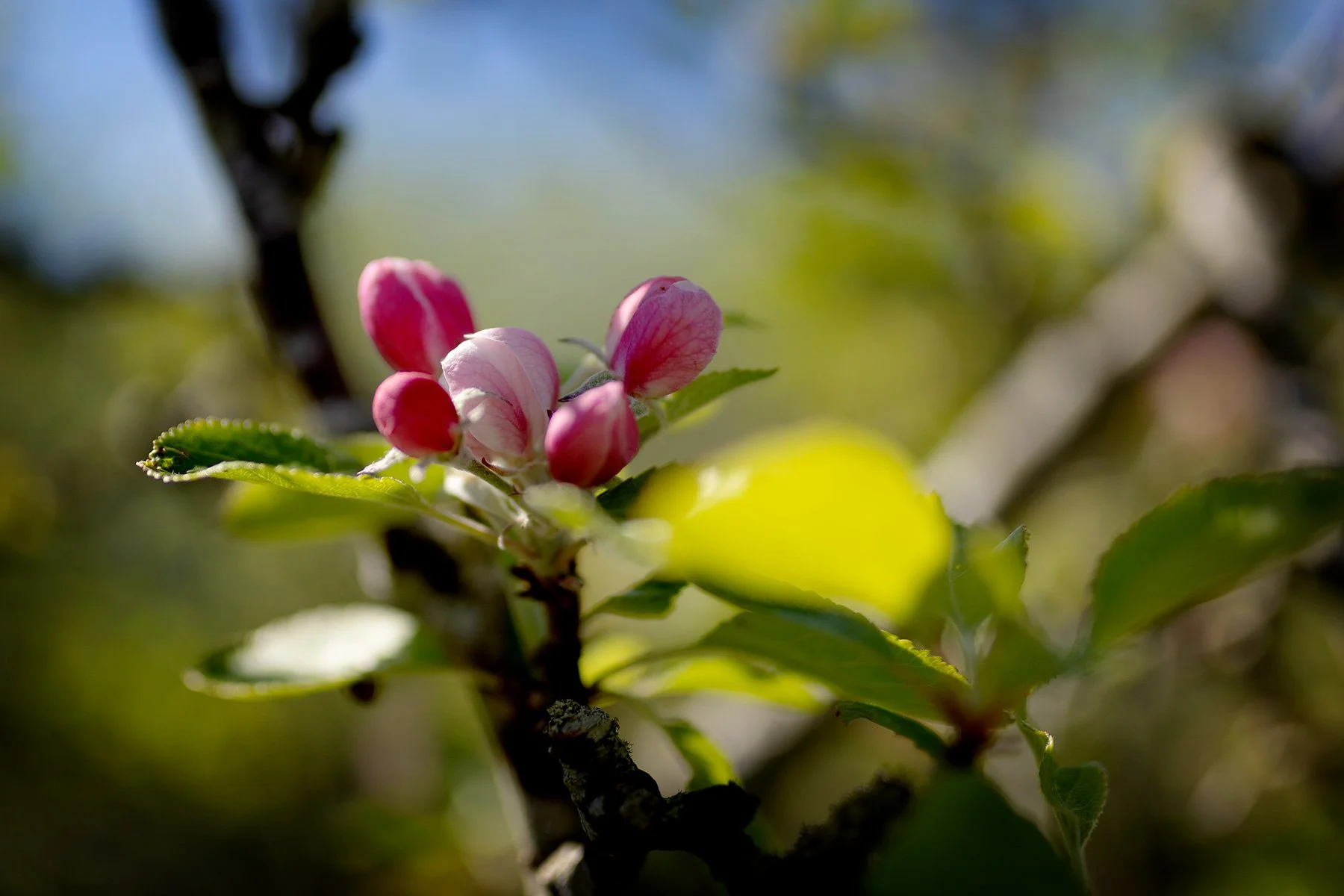 blogg-250511frukostitradgarden2.jpg