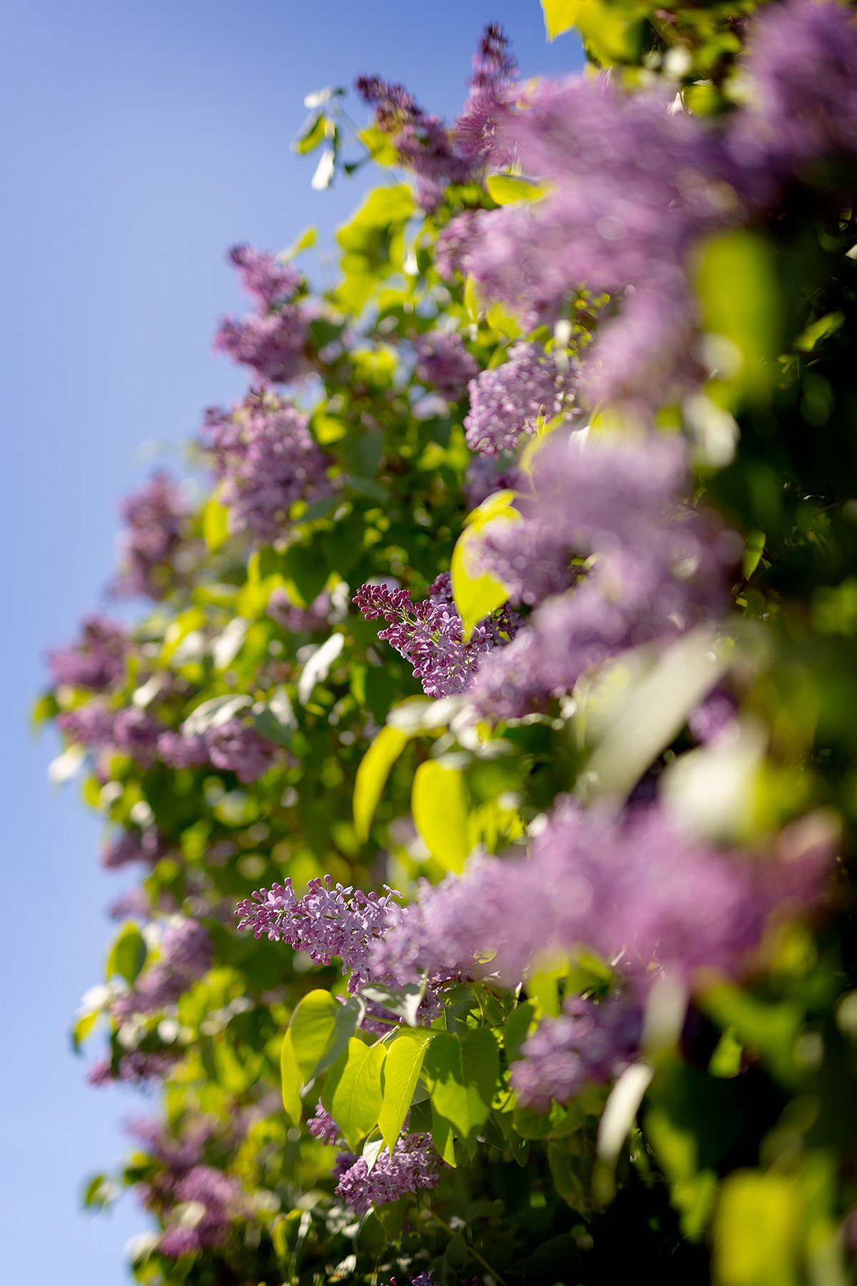 blogg-250512hemmasondag2.jpg