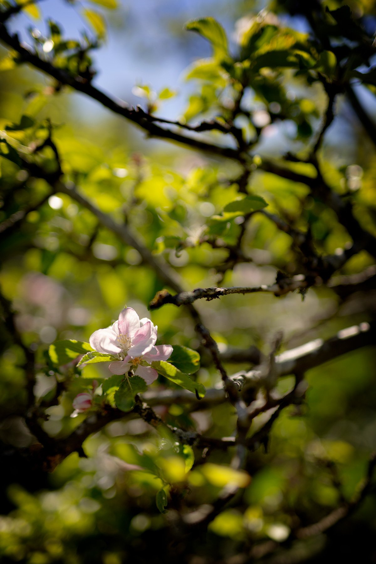 blogg-250512hemmasondag4.jpg