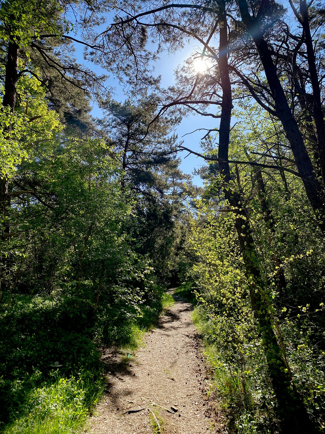 blogg-240514tollvikpromenad4.jpg