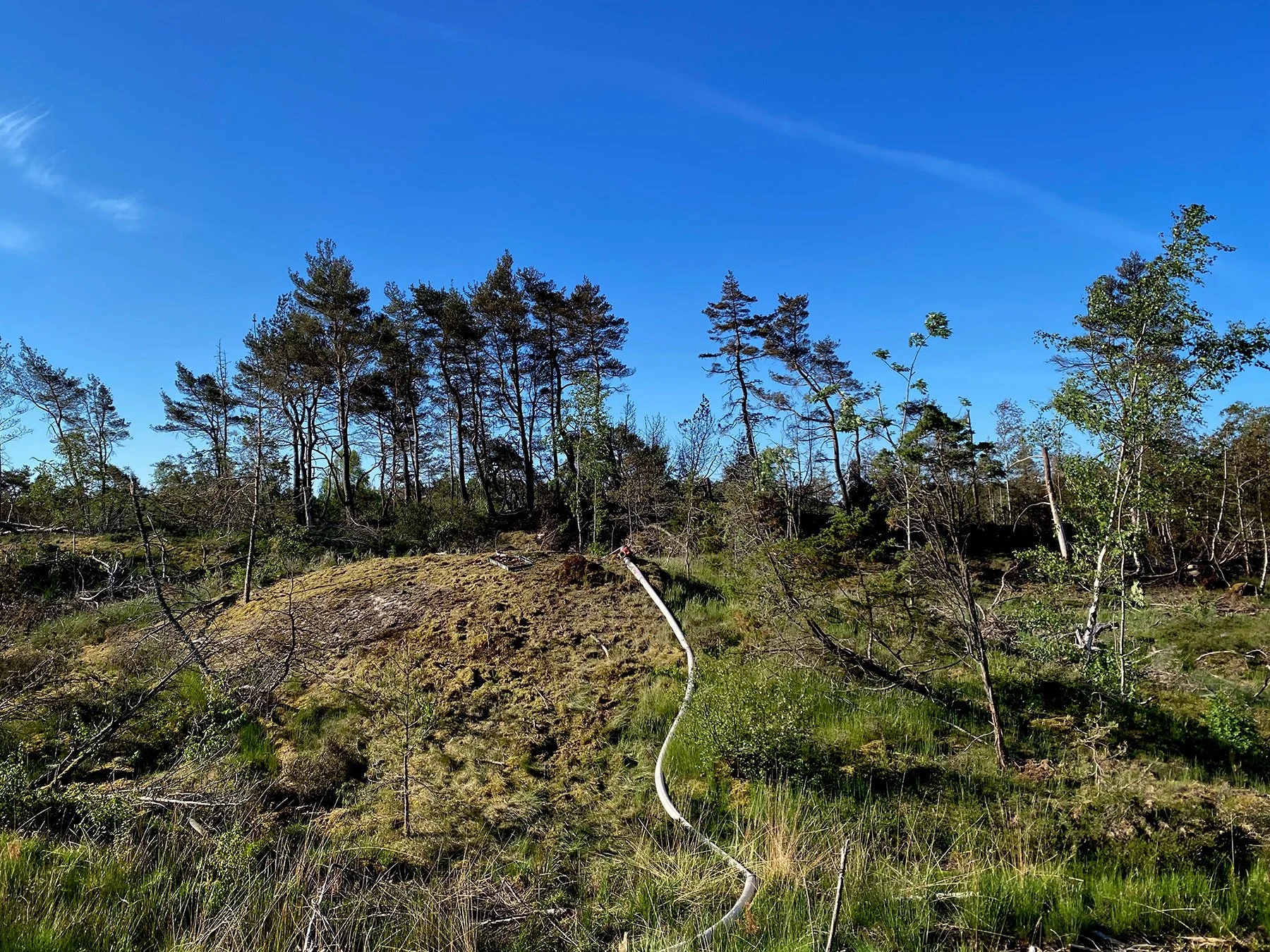 blogg-240518brunnitiskogen4.jpg