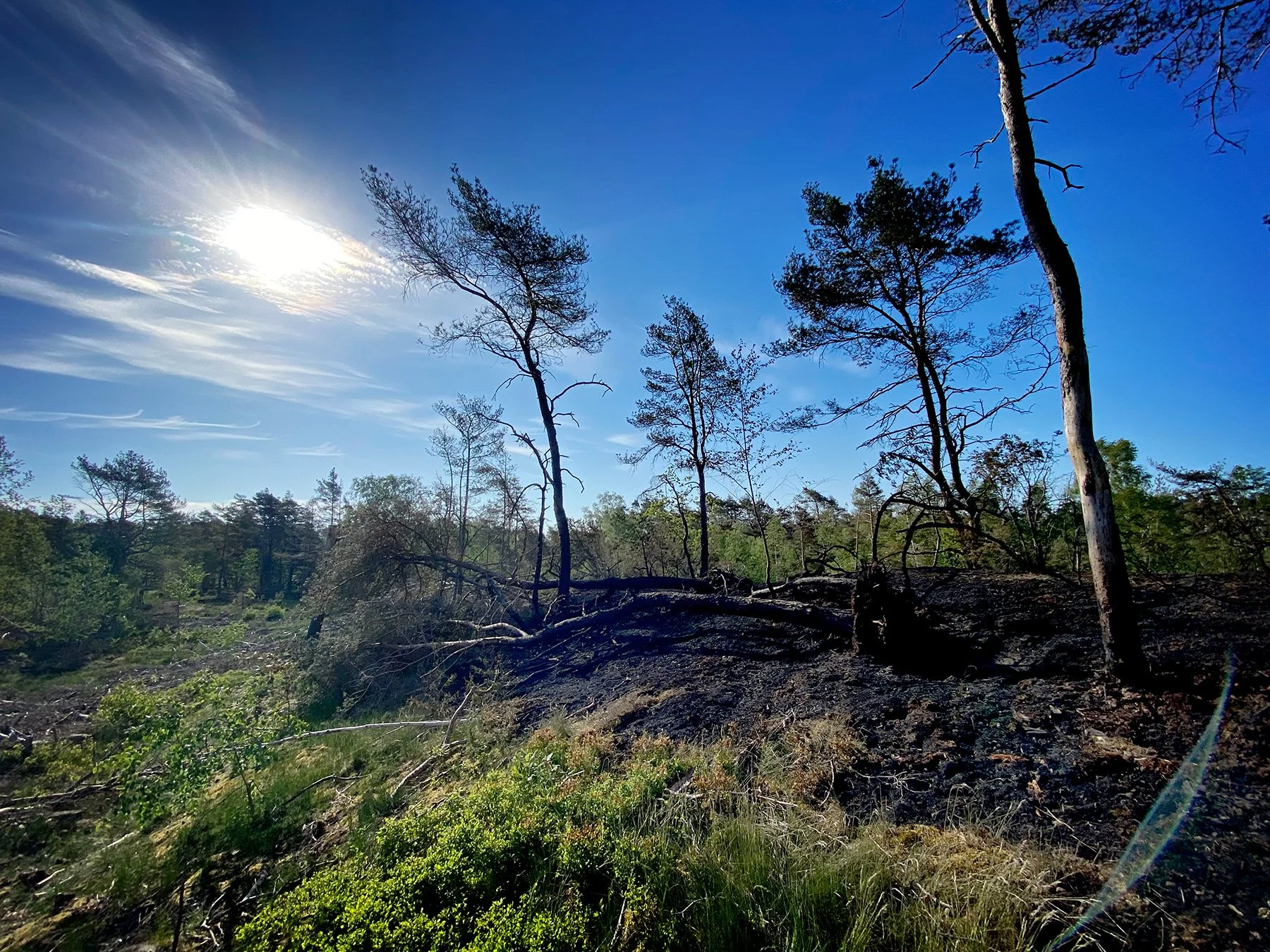 blogg-240518brunnitiskogen7.jpg