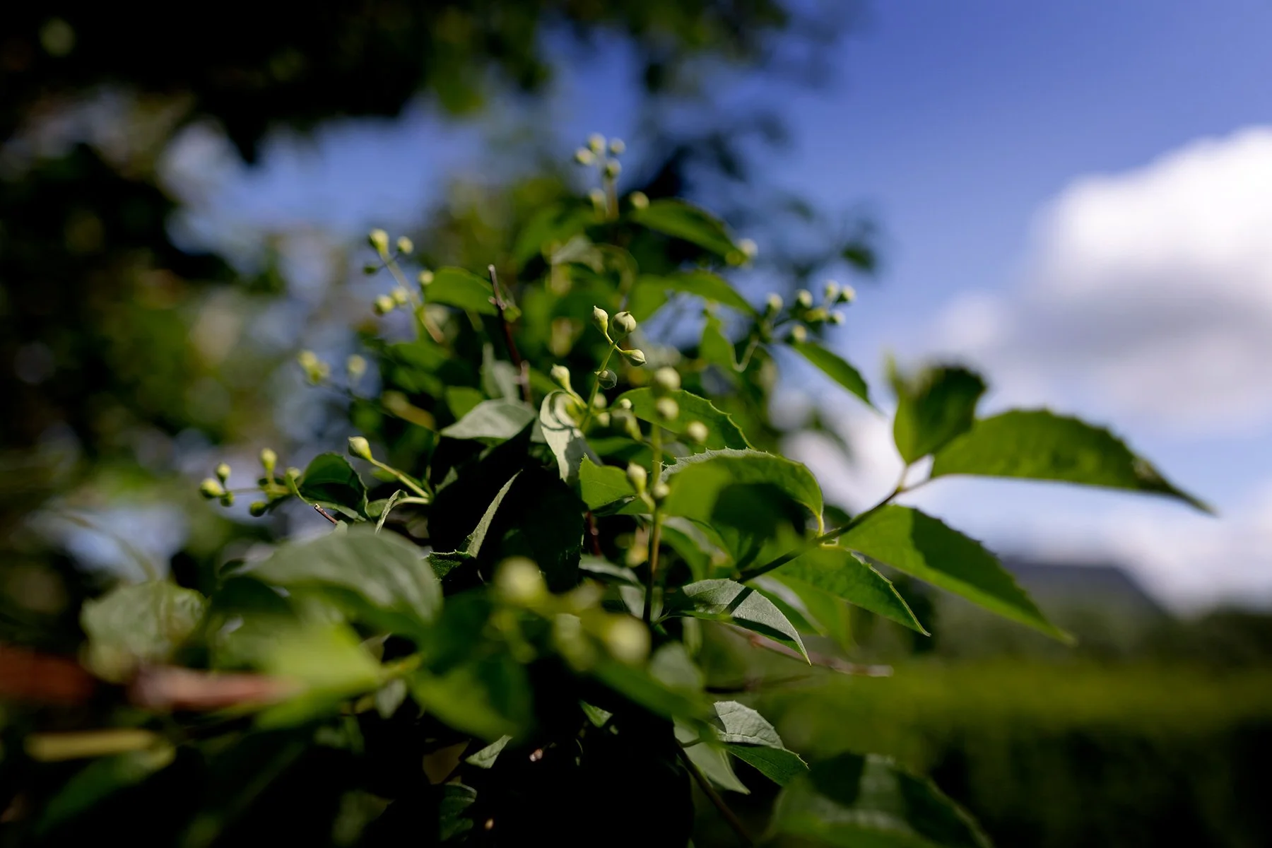 blogg-240529hemmatetradgarden2.jpg
