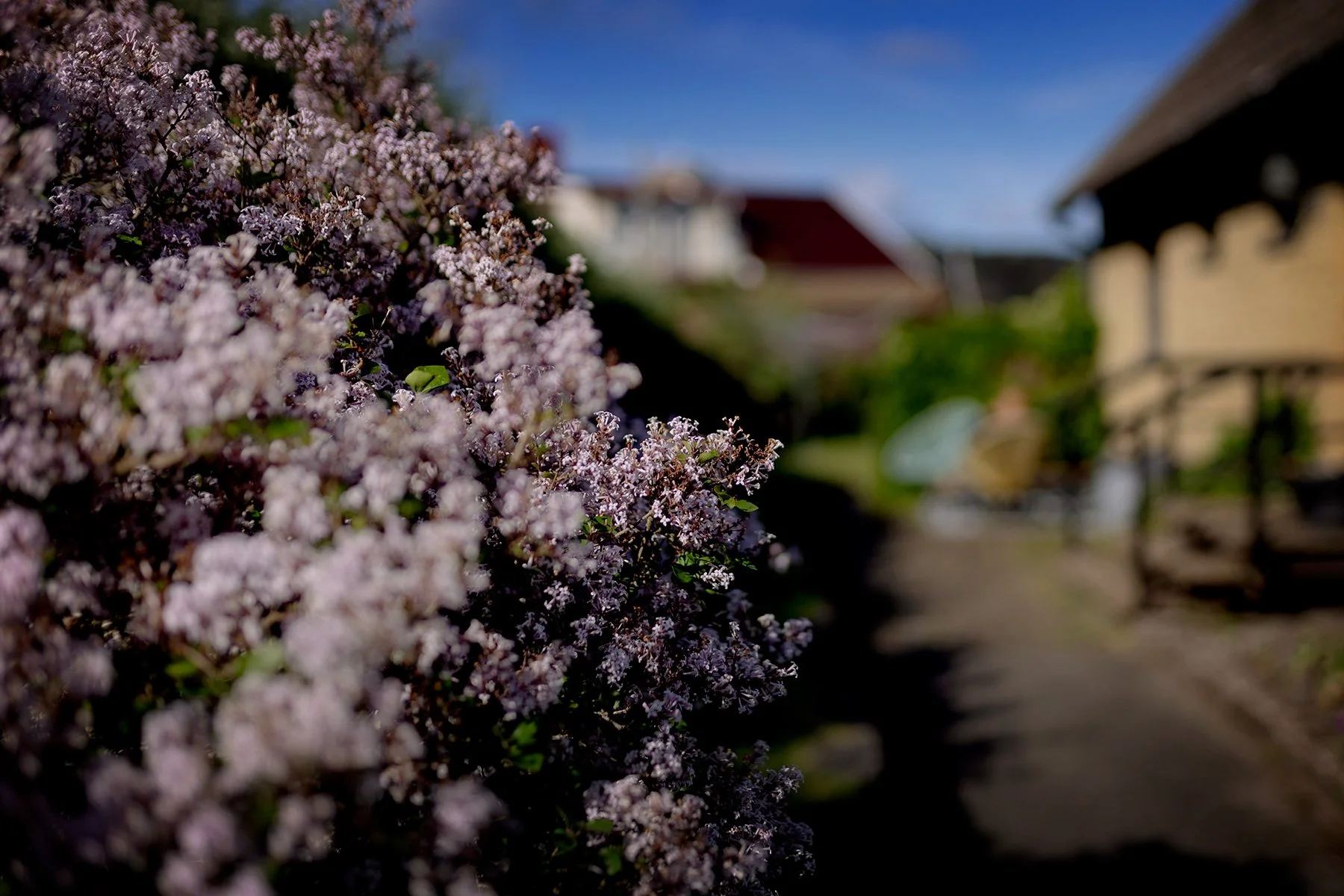 blogg-240529hemmatetradgarden1.jpg