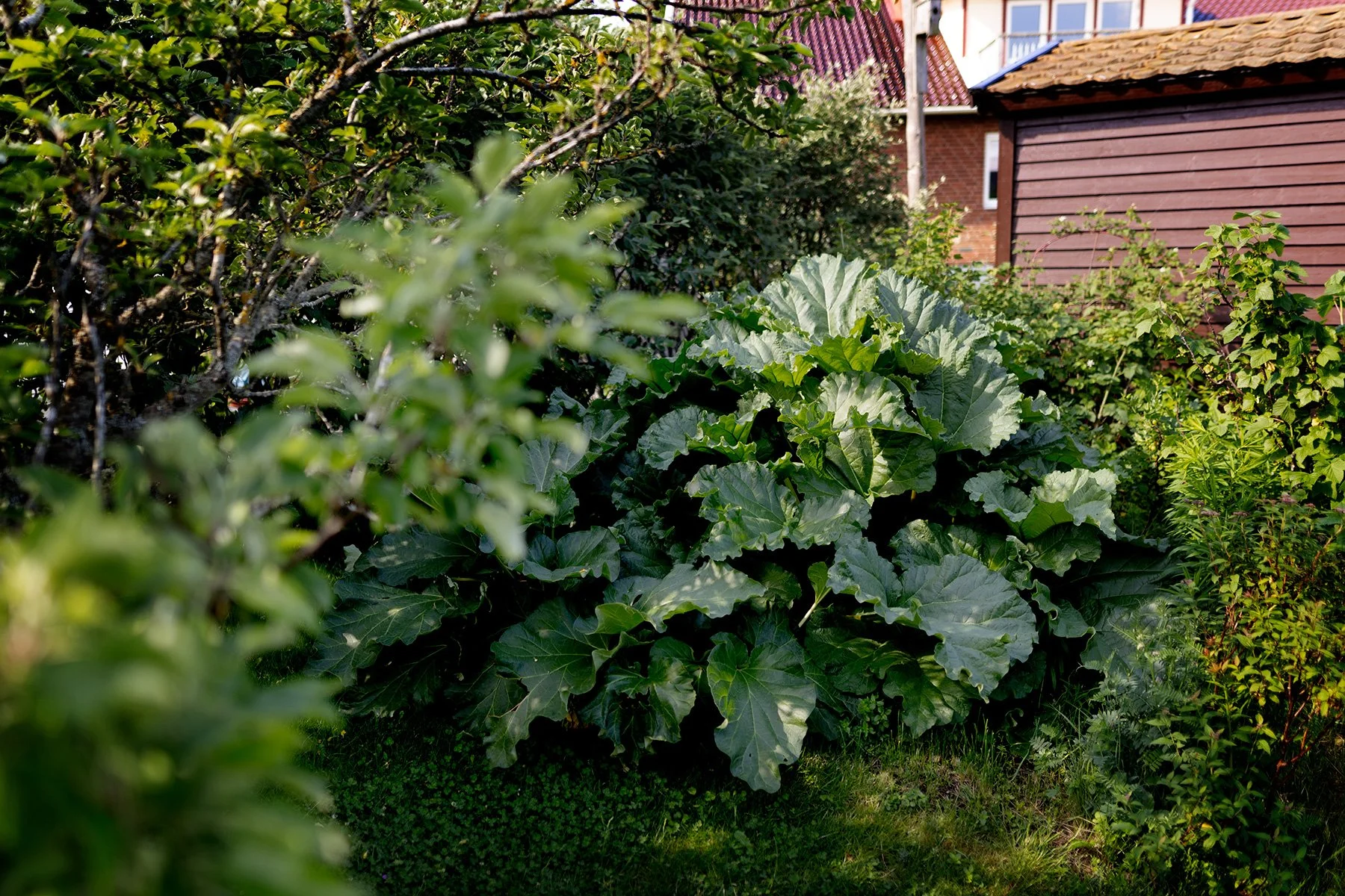 blogg-240529hemmatetradgarden4.jpg