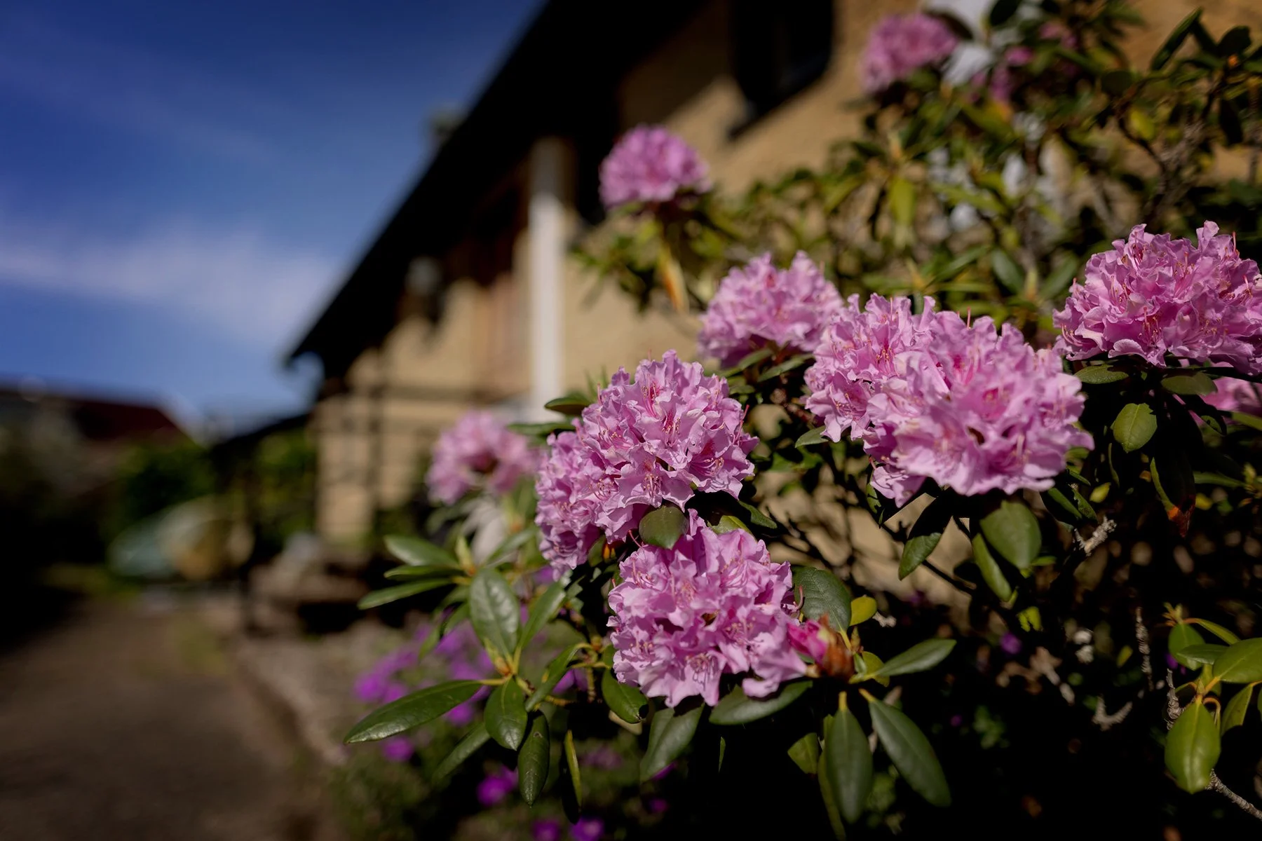 blogg-240529hemmatetradgarden5.jpg