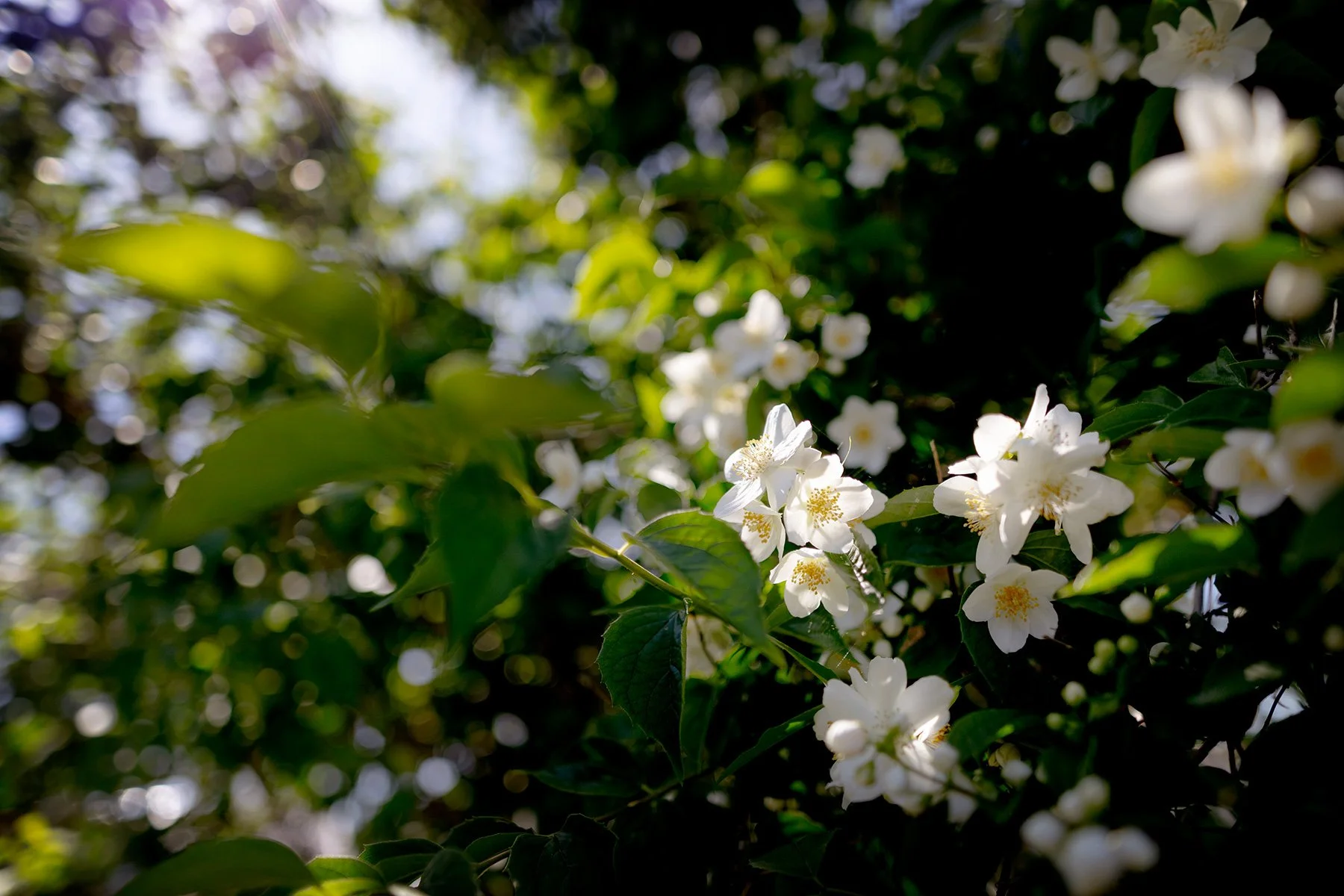 blogg-240611bertil-blomtusch2.jpg