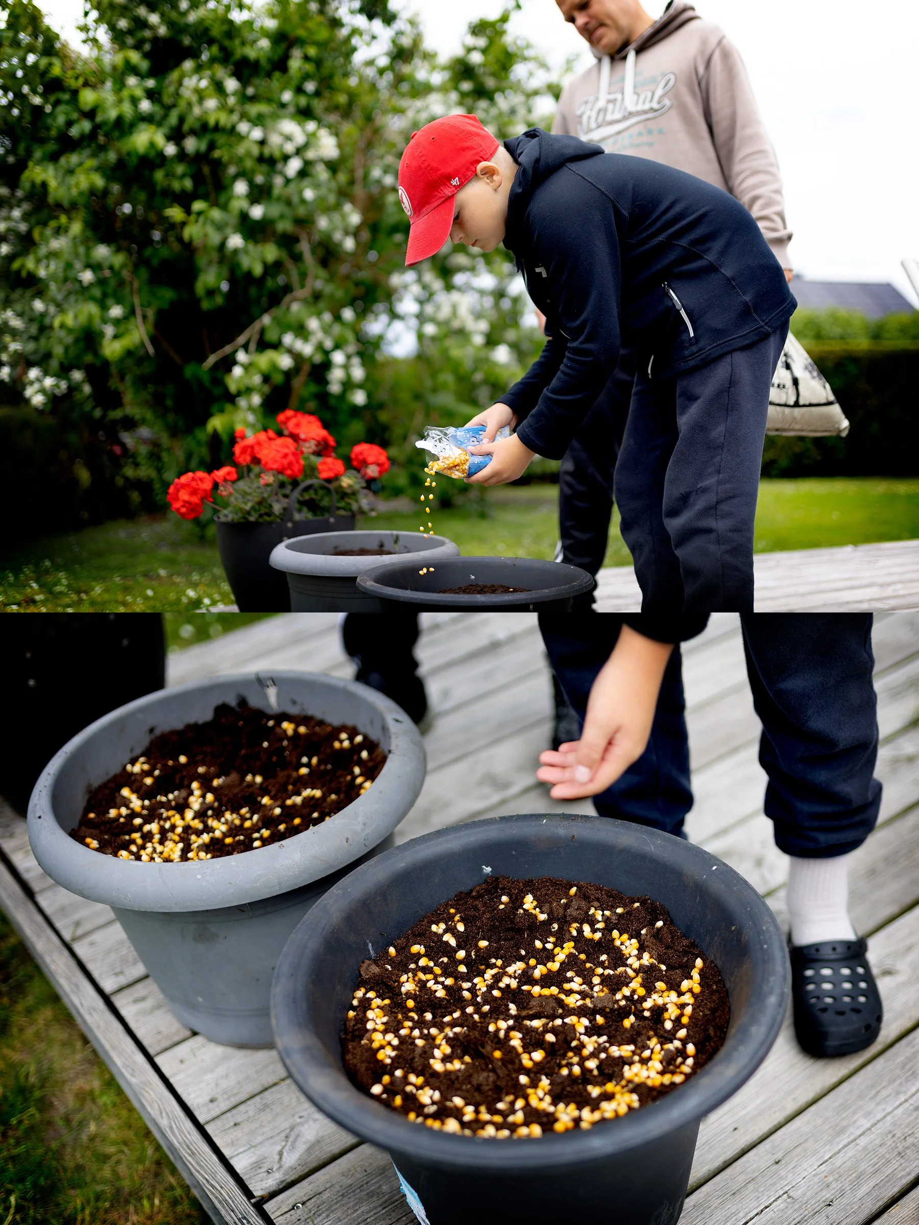 Popcorngräs